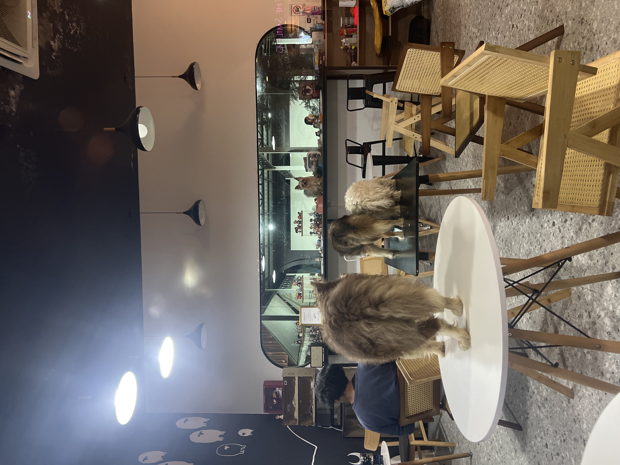 Dog stands on table at Wichit cafe