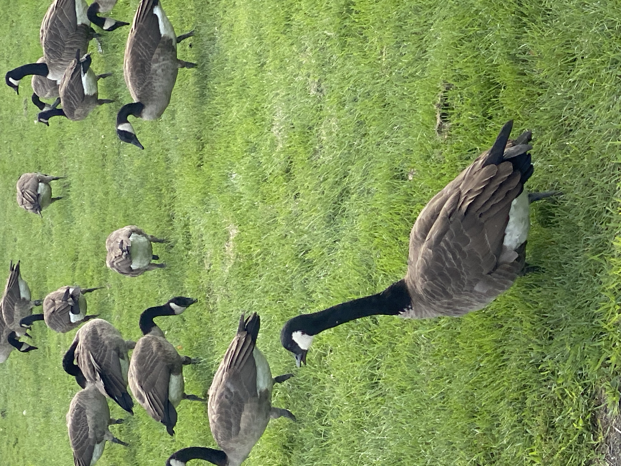 Canada geese take over a green lawn in Sainte-Anne-de-Bellevue