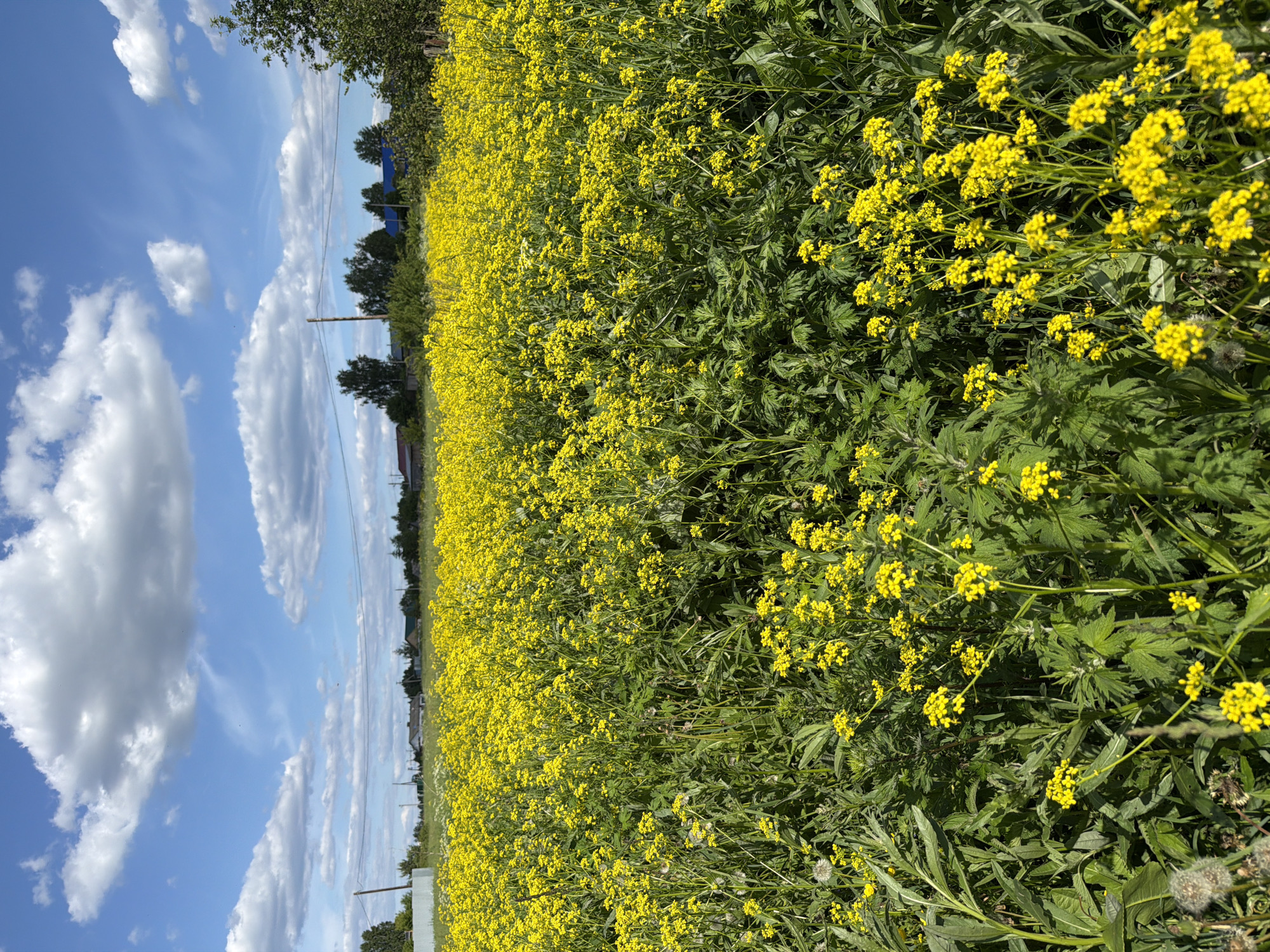 Spring flowers photographed in Ol'khovo, Russia