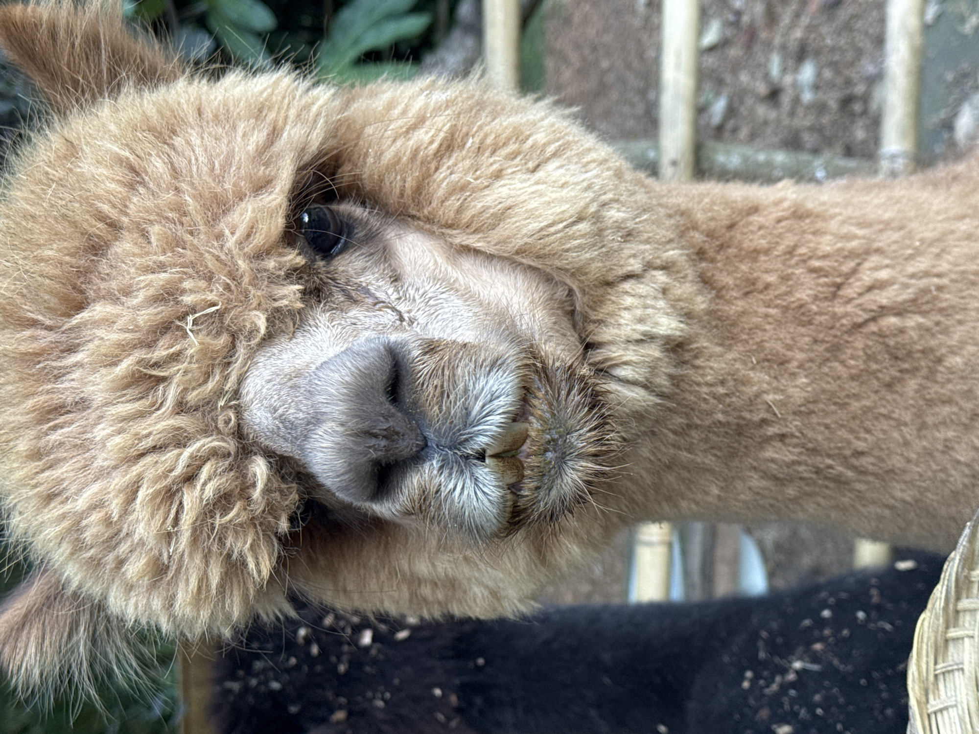 Morning at Kediri's Grand Panorama Park: alpacas, insects, and gardens