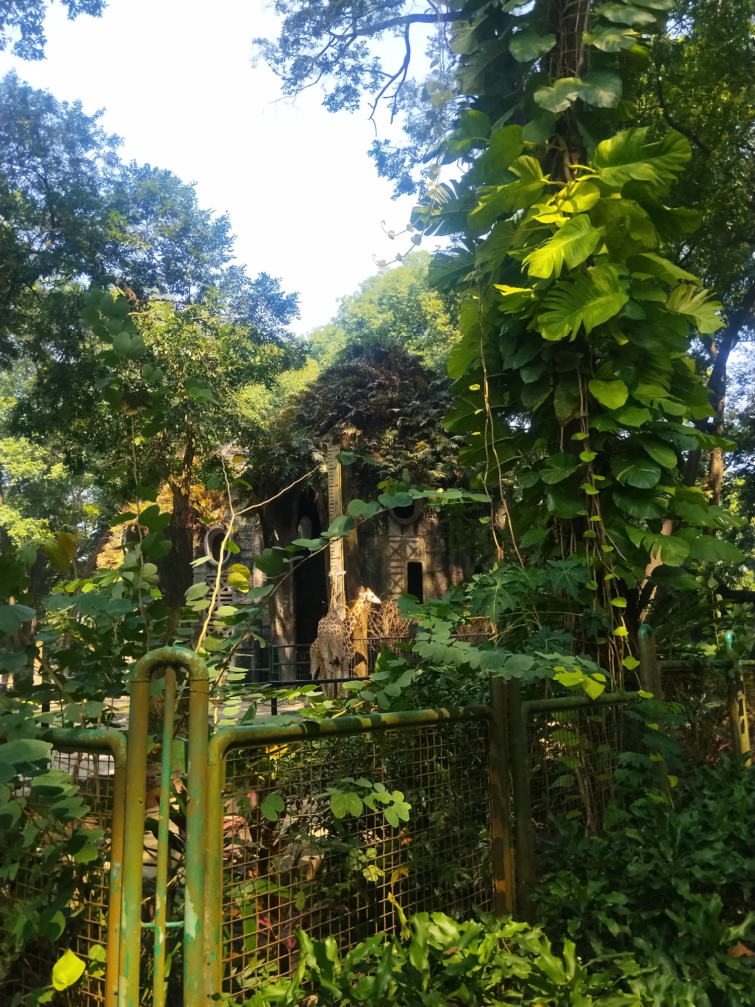 Morning zoo visit documented at Ragunan Zoo, South Jakarta