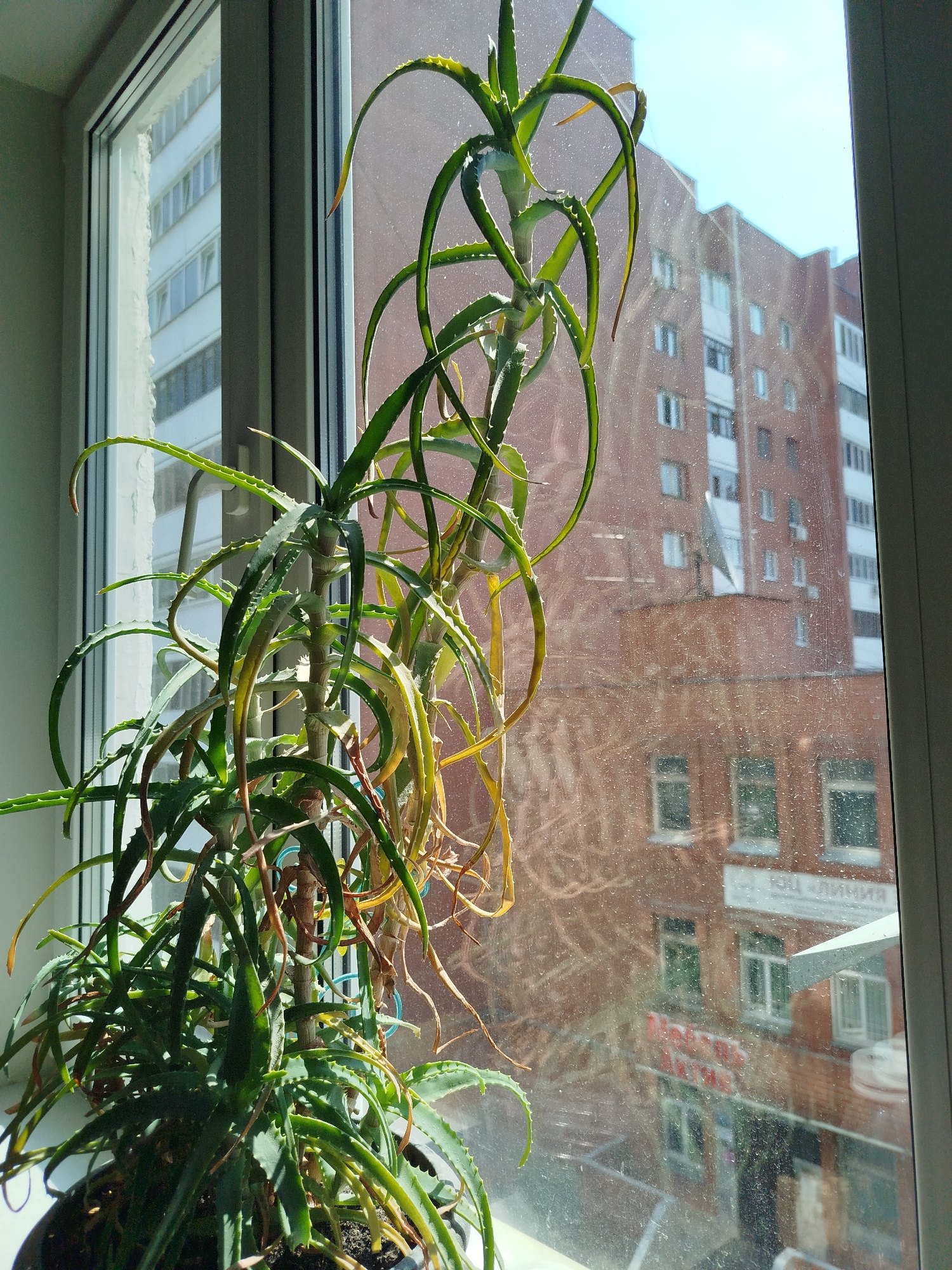 Morning at home in Yekaterinburg — plants, gaming setup, city views