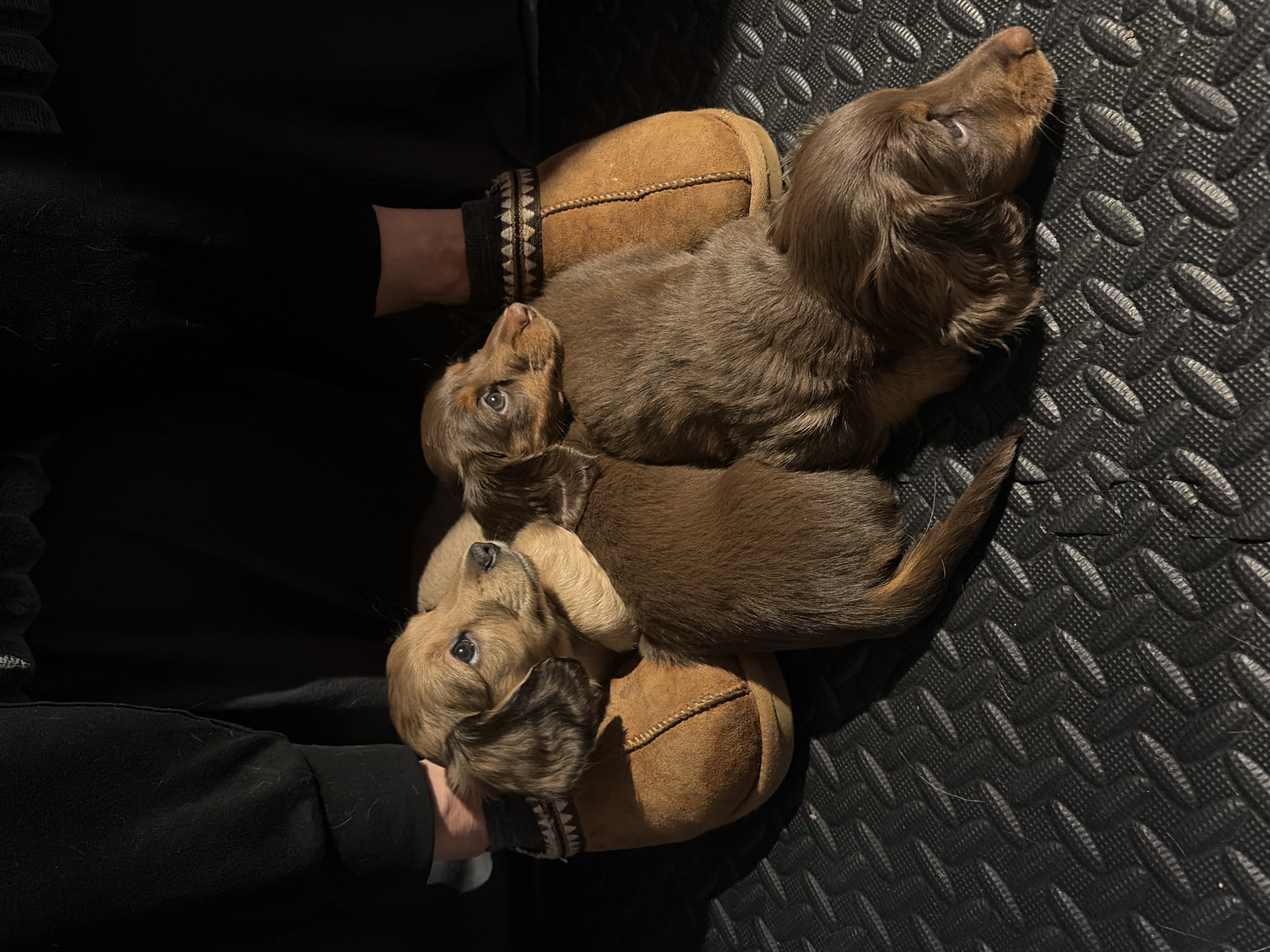 Dachshund puppies spend evening with owner in Mirabel home