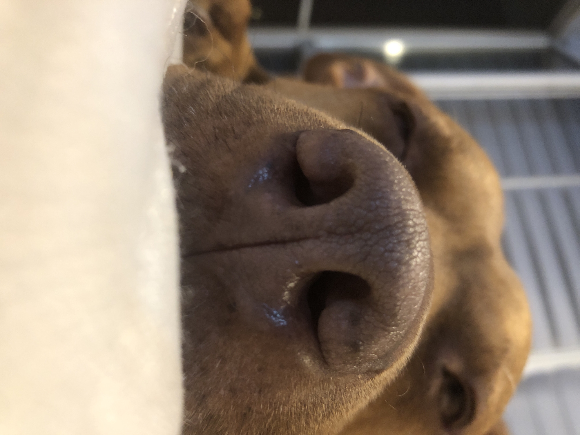 Pit bull shows affection to owner in Sofia apartment
