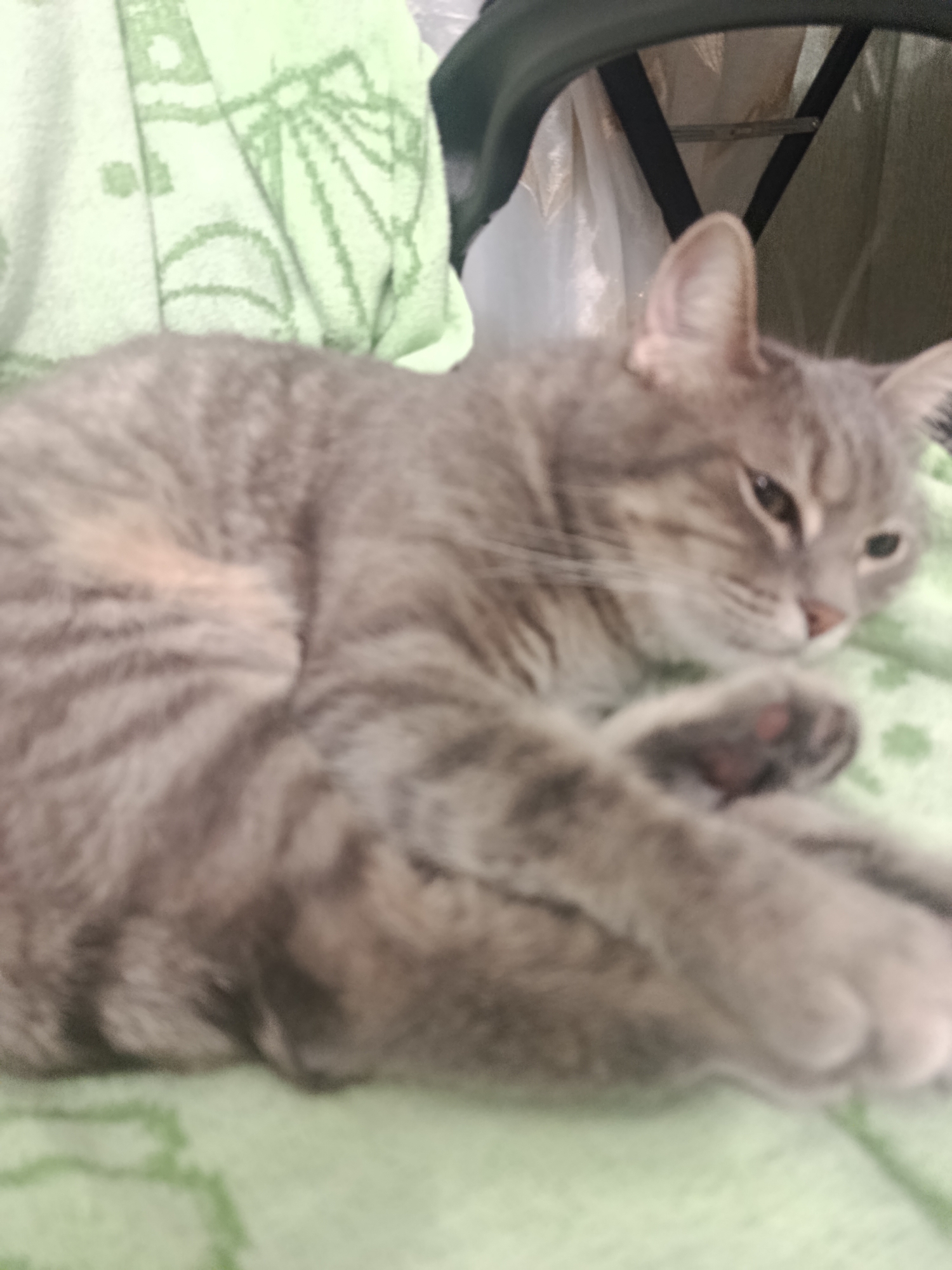 Grey tabby cat dozing on a green blanket in Mykolaiv