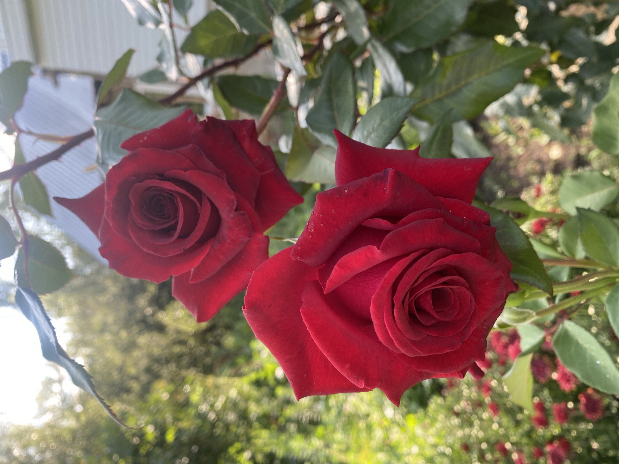 Roses in bloom in a Kyrgyzstan garden, summer morning