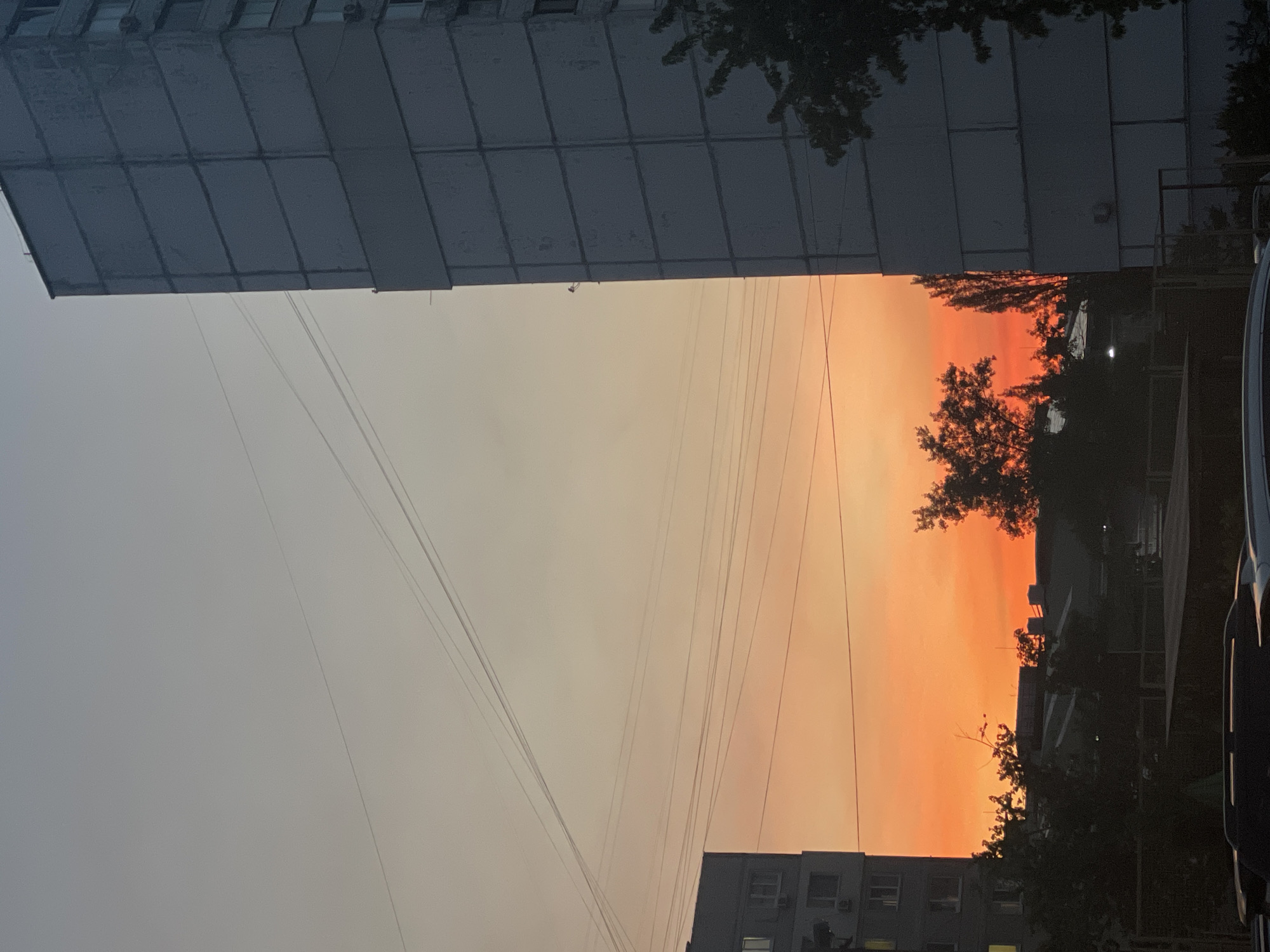 Urban sunset framed by silhouetted trees and a towering building