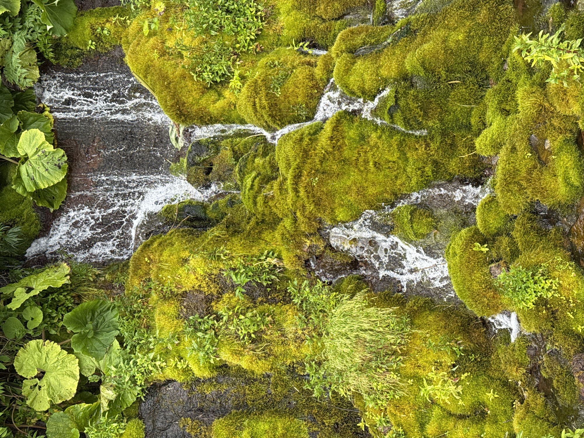 Mossy waterfall and stream along a lush Russian rock face