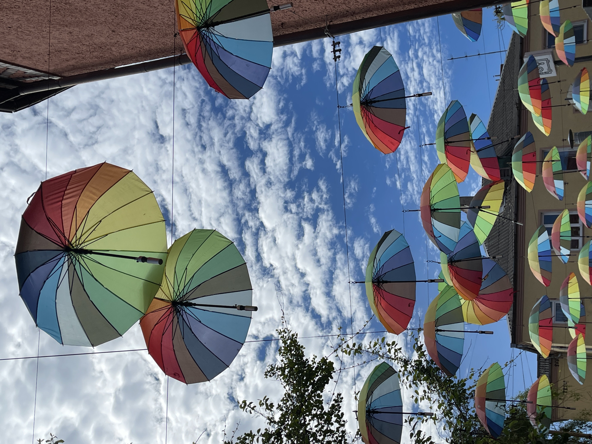 Rainbow umbrella display decorates Zelenogradsk street