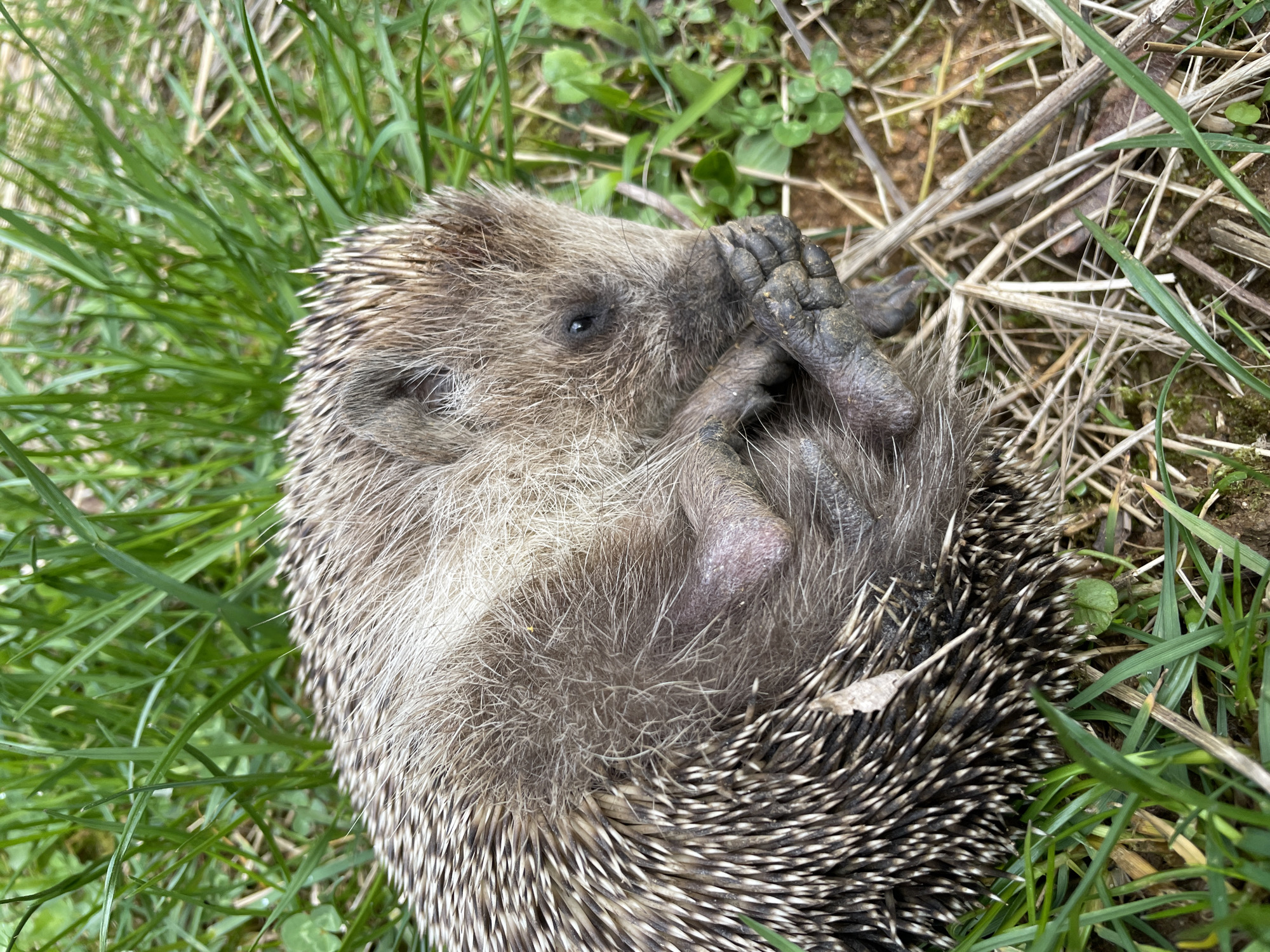 Hedgehog spotted and handled in Zlatograd, Bulgaria