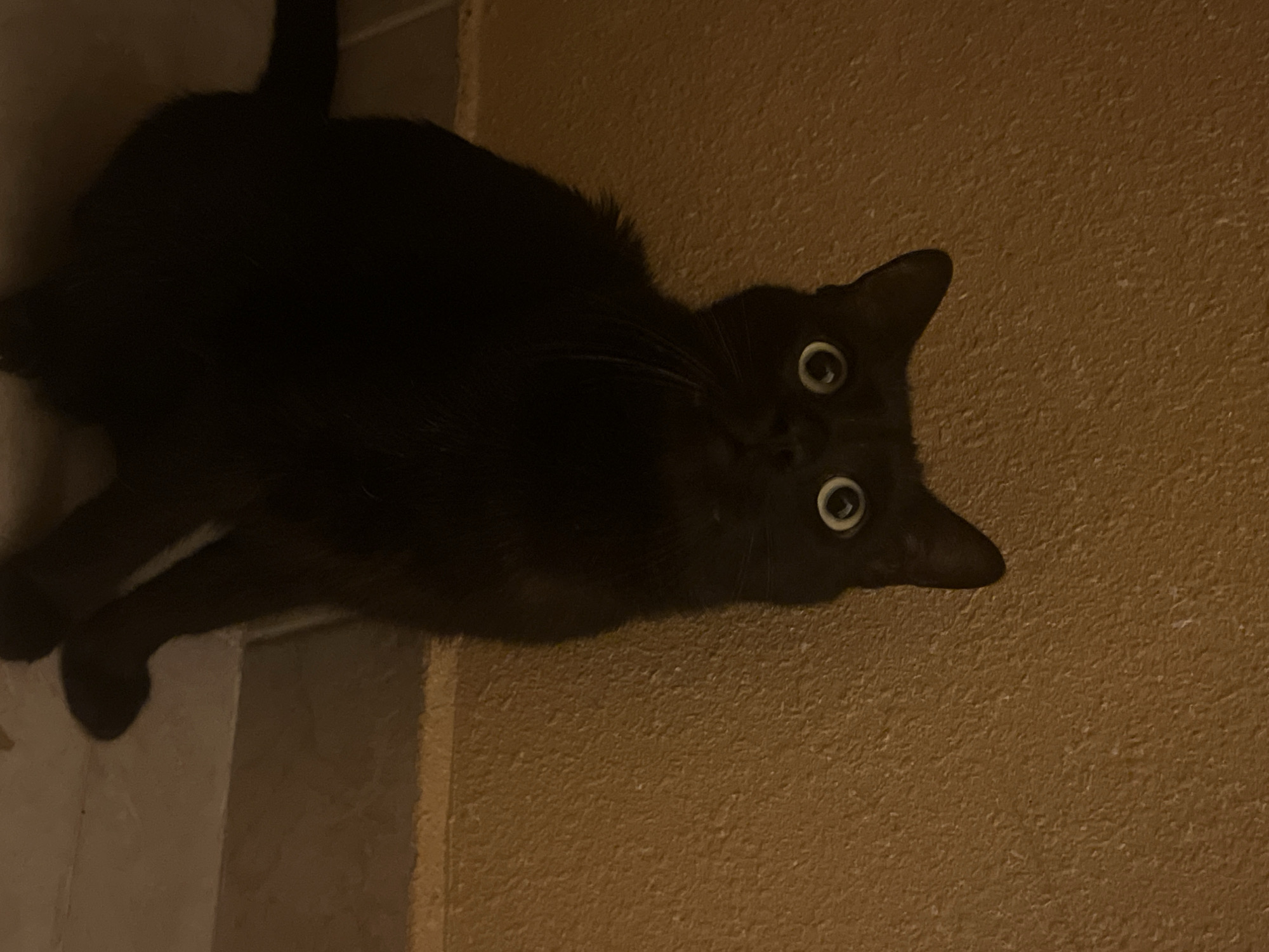 Cats observed at home during tennis broadcast in Sofia