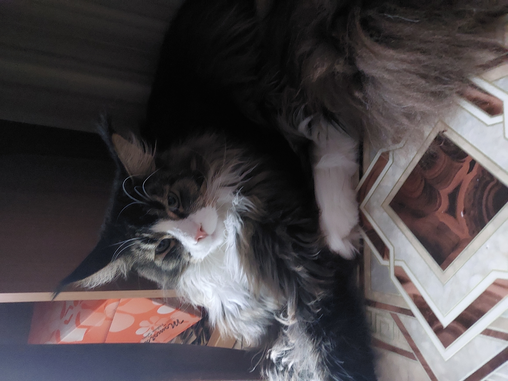 Maine Coon cat resting at home in Russian village