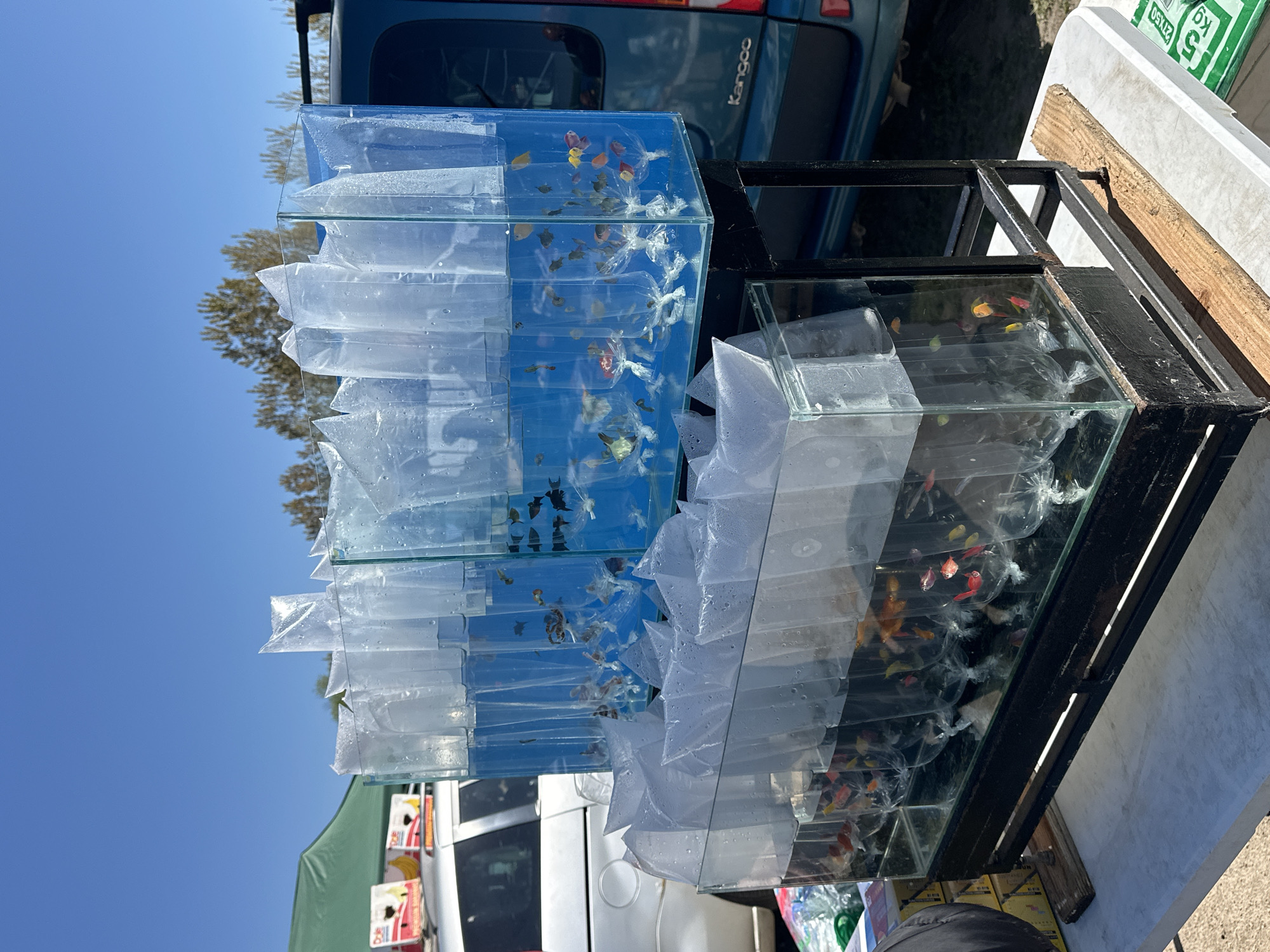 Morning market bustles with vendors, shoppers in Dolni Bogrov