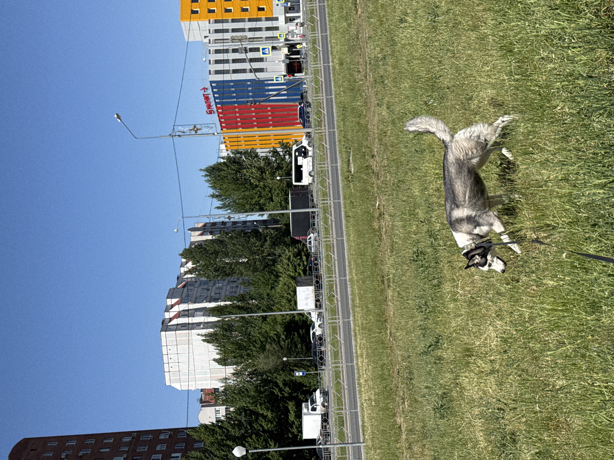 Woman walks husky, takes photos in morning city outing