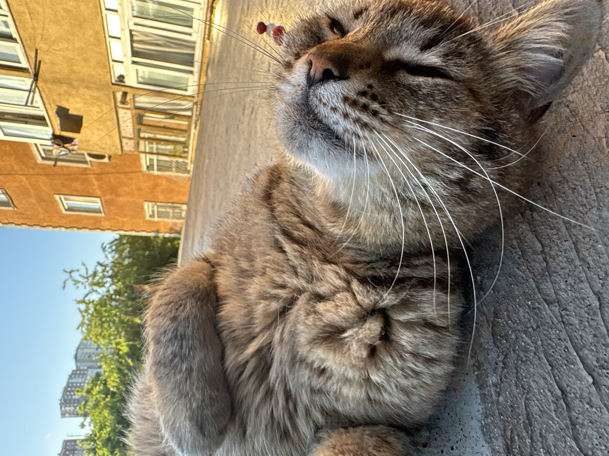 Cat enjoys belly rubs on Kâğıthane street