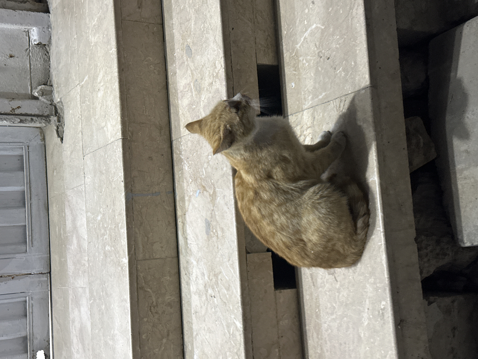Cat sightings and pharmacy exterior observed in Quetta
