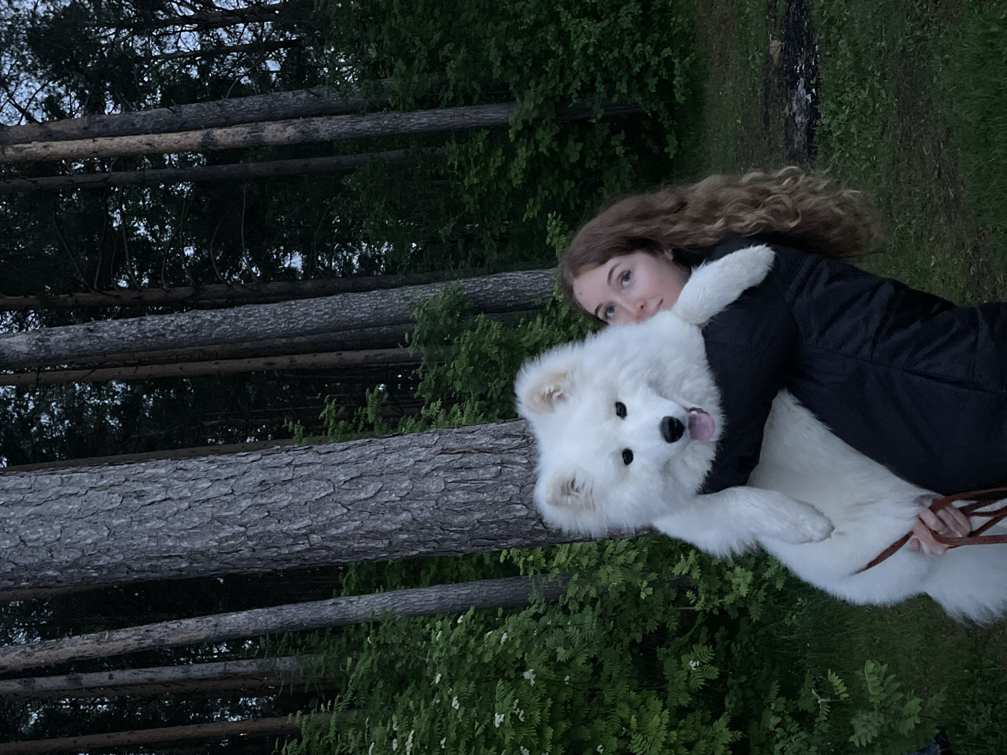 People interact with white Samoyed dog in wooded area