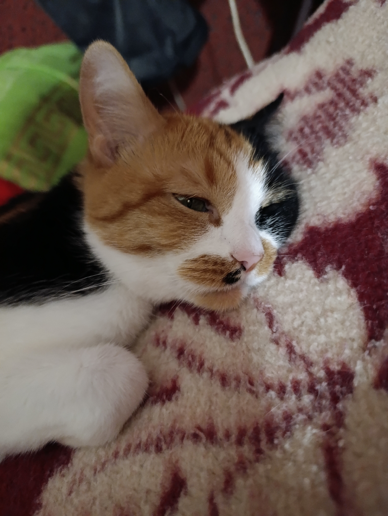 Lazy afternoon in Alexandrov: a cat naps, suburbs stretch out