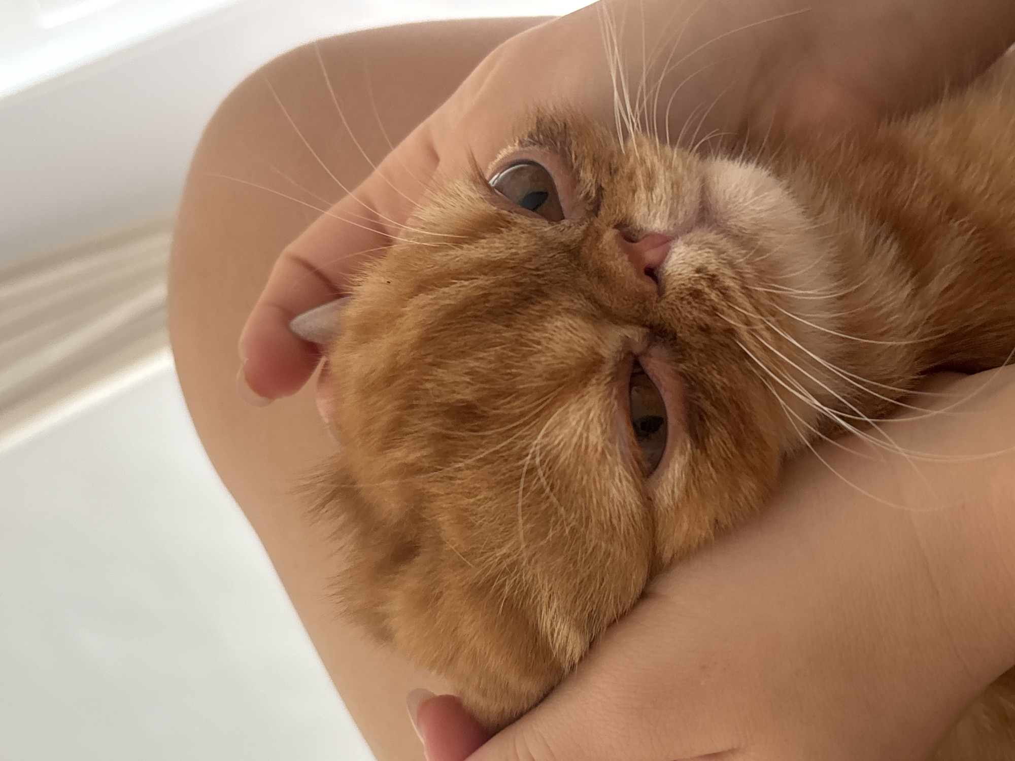 Orange cat photographed being held in Rio de Janeiro
