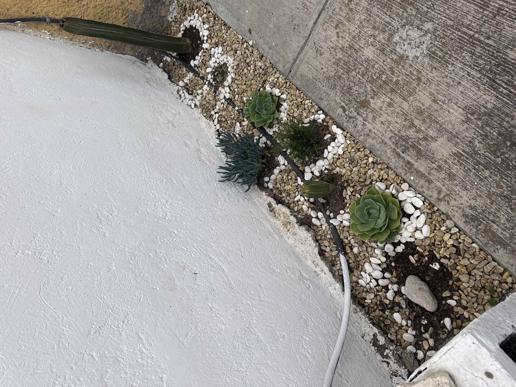 Garden photography session documented in Puebla, Mexico