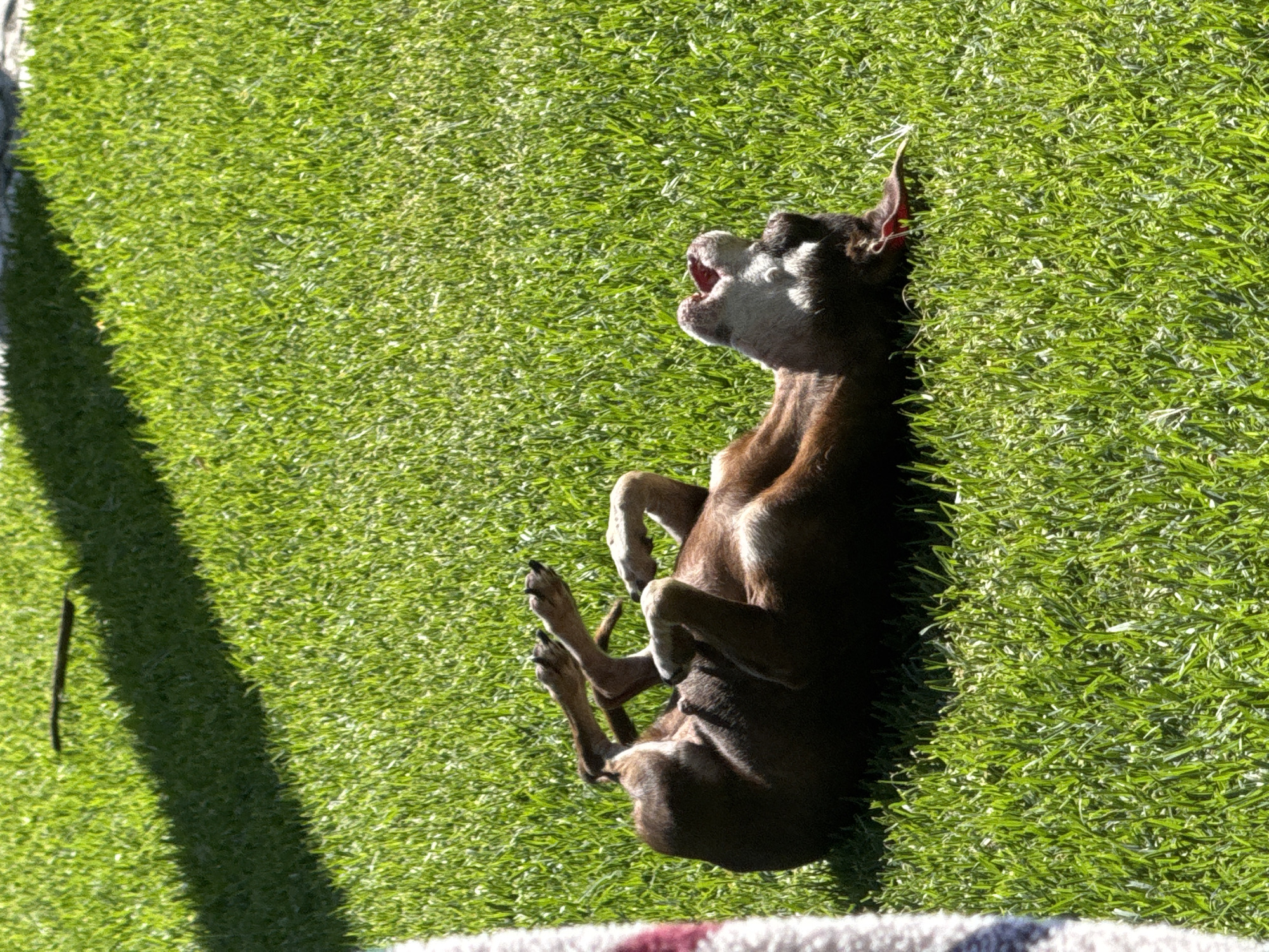 Quiet Sunday afternoon captured in Atlixco backyard with dogs, cooking