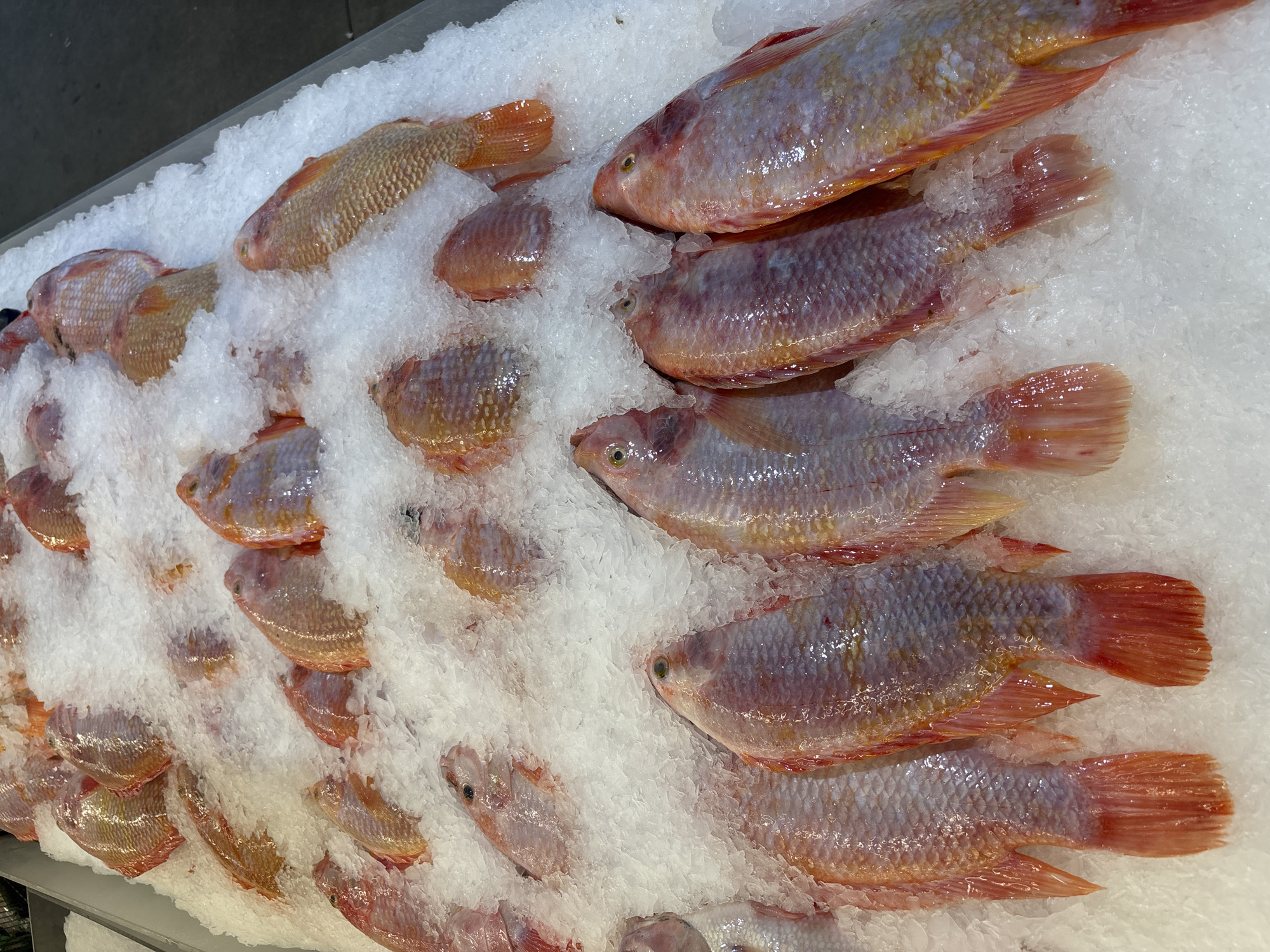 Seafood market activity documented in Baan Bo Phut, Thailand