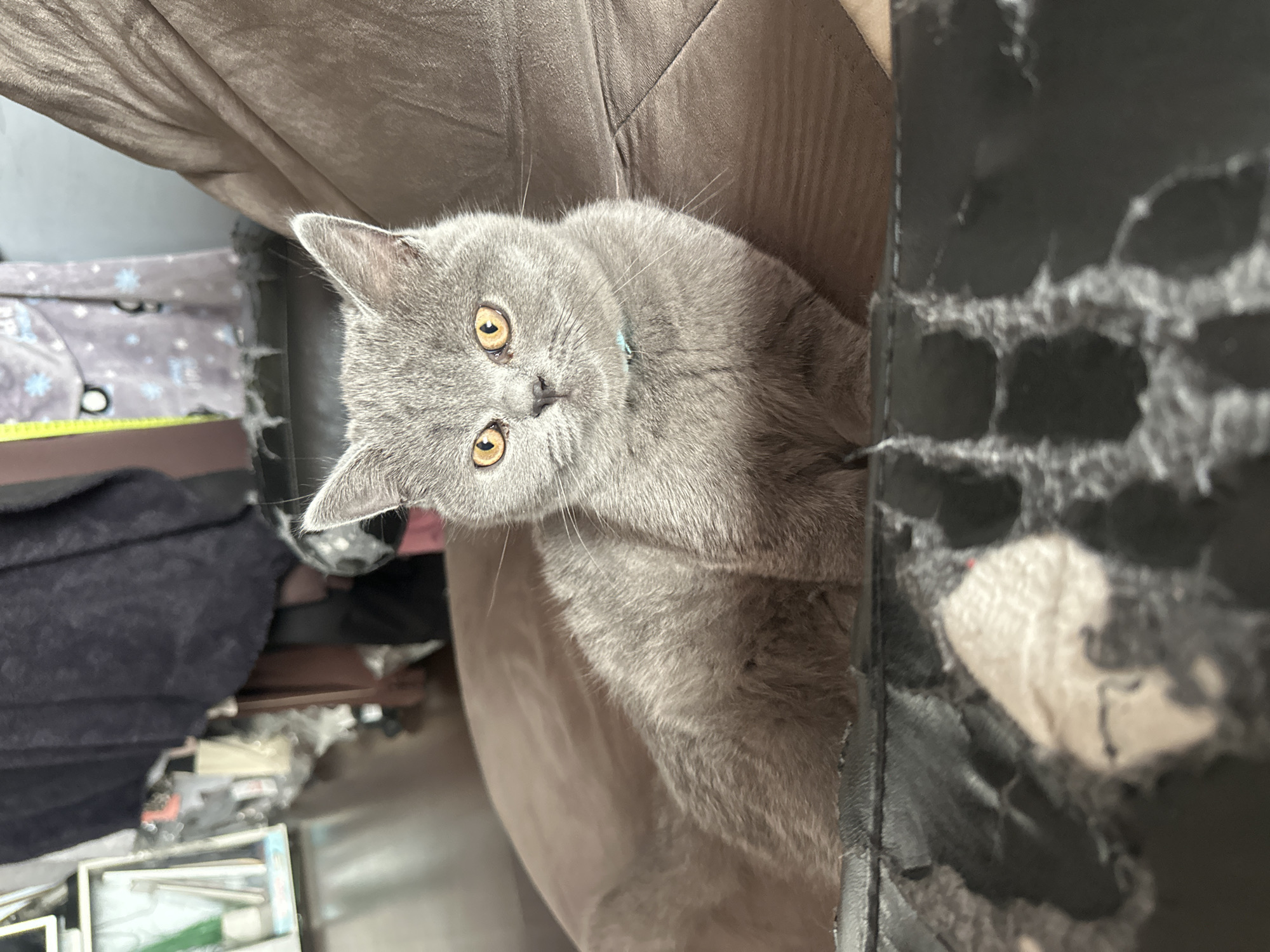 Three gray cats photographed on furniture in Sliven, Bulgaria