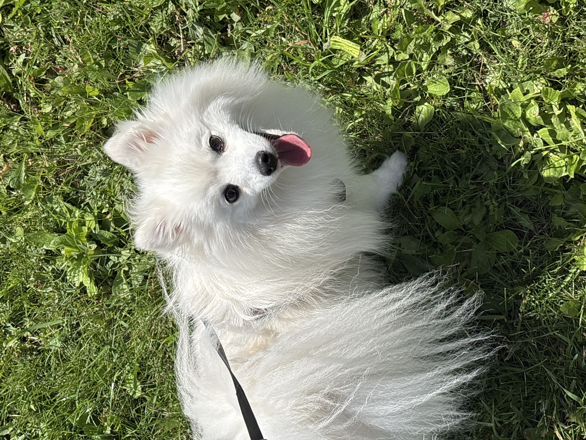 White fluffy dog on a morning walk in a Kazan park