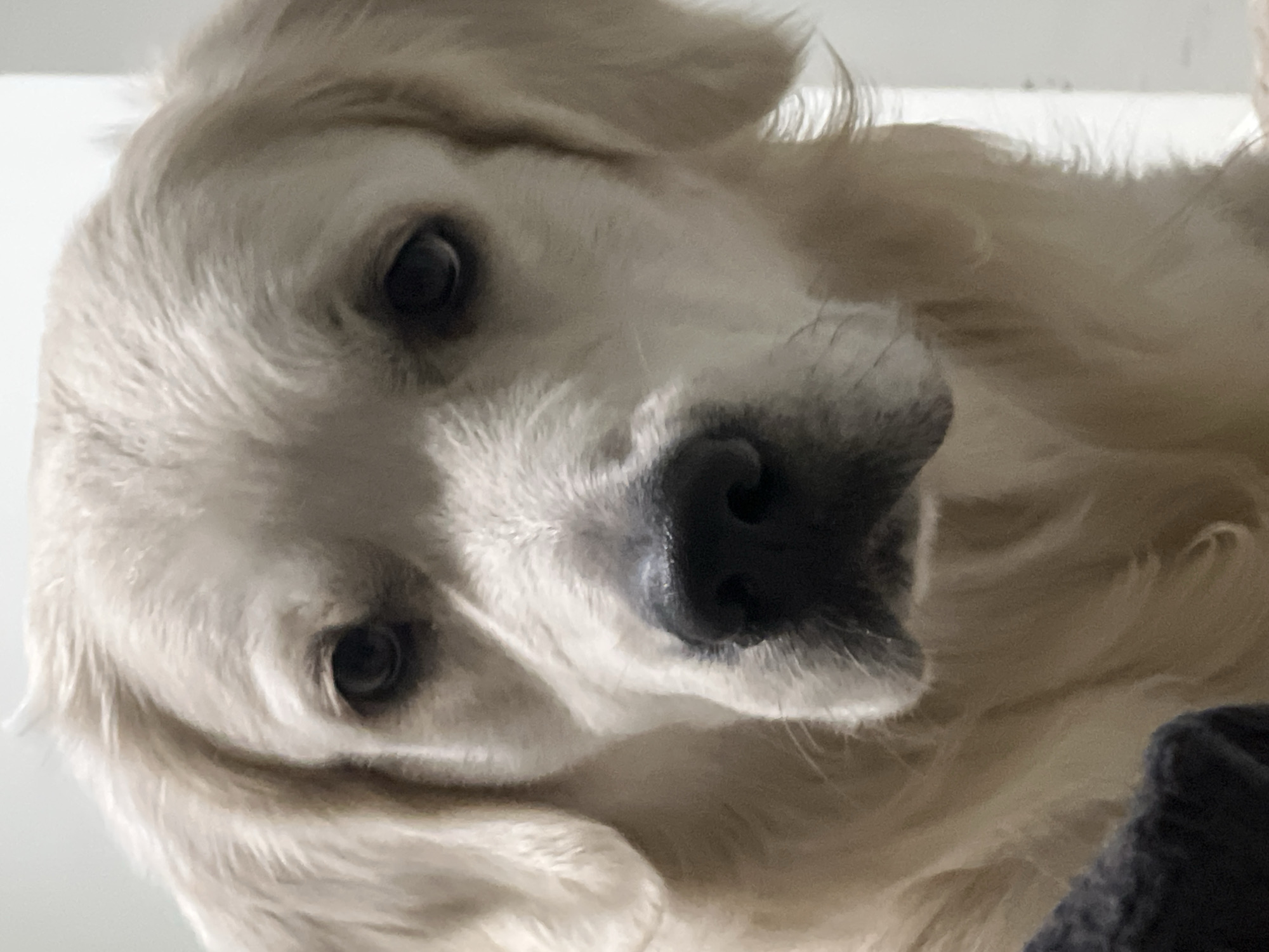 Golden Retriever photographed multiple times in Izhevsk home