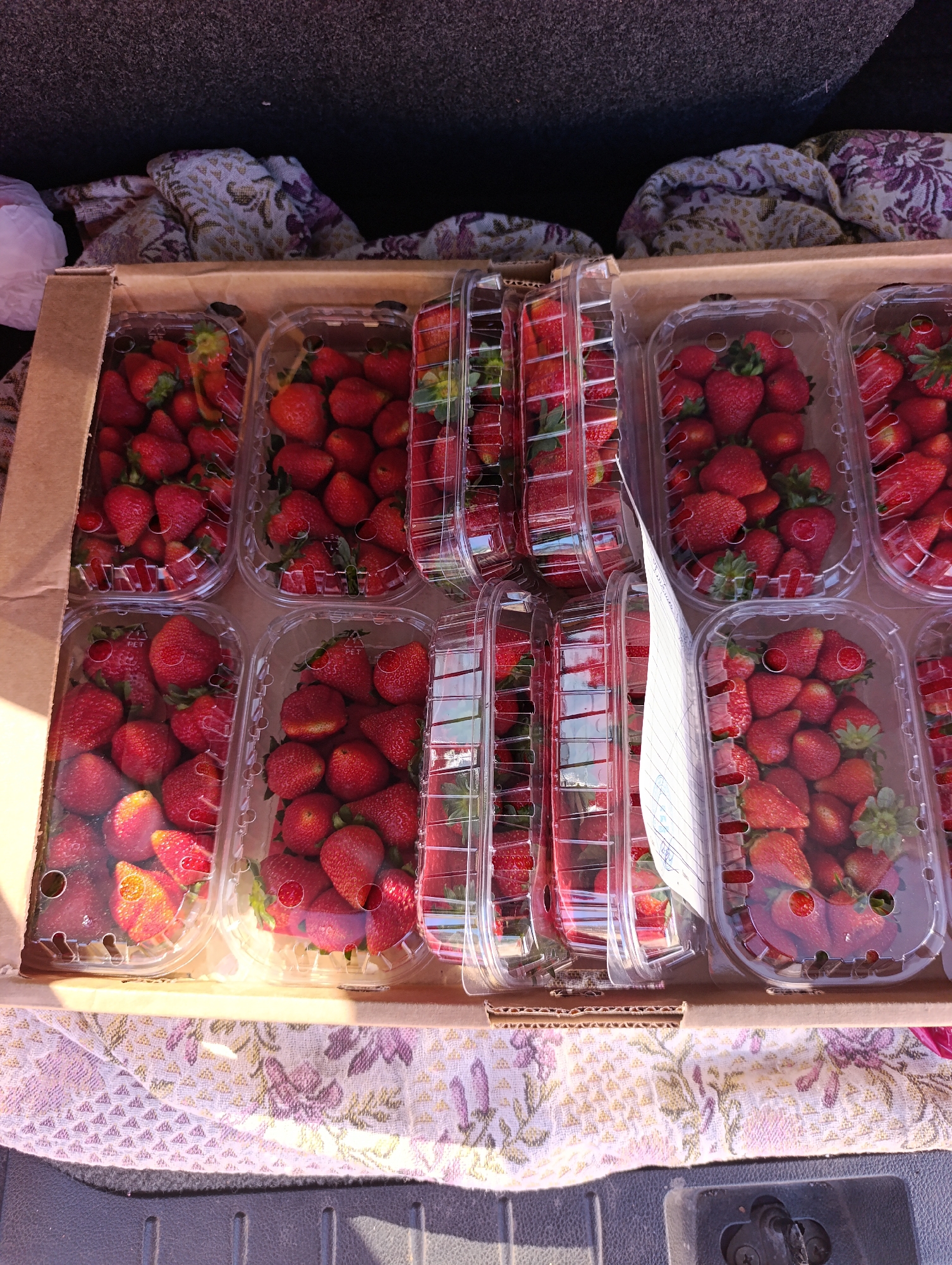 Fresh strawberries transported in vehicle boxes, Krasnoyarsk morning