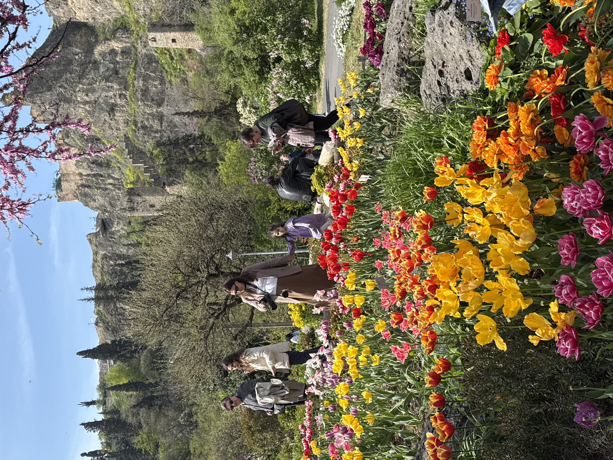 Tourists photograph vibrant tulip garden in Tbilisi