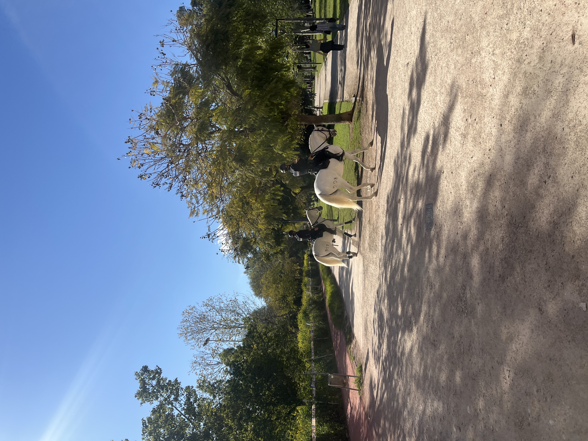 Horse riders spotted on tree-lined path in Valencia park