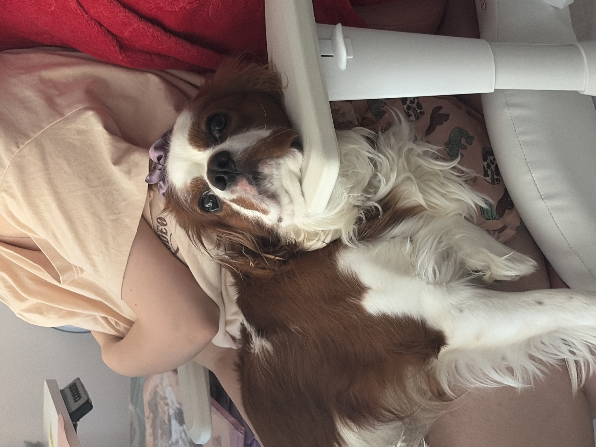 Cavalier King Charles Spaniel chills through a Dobrich evening