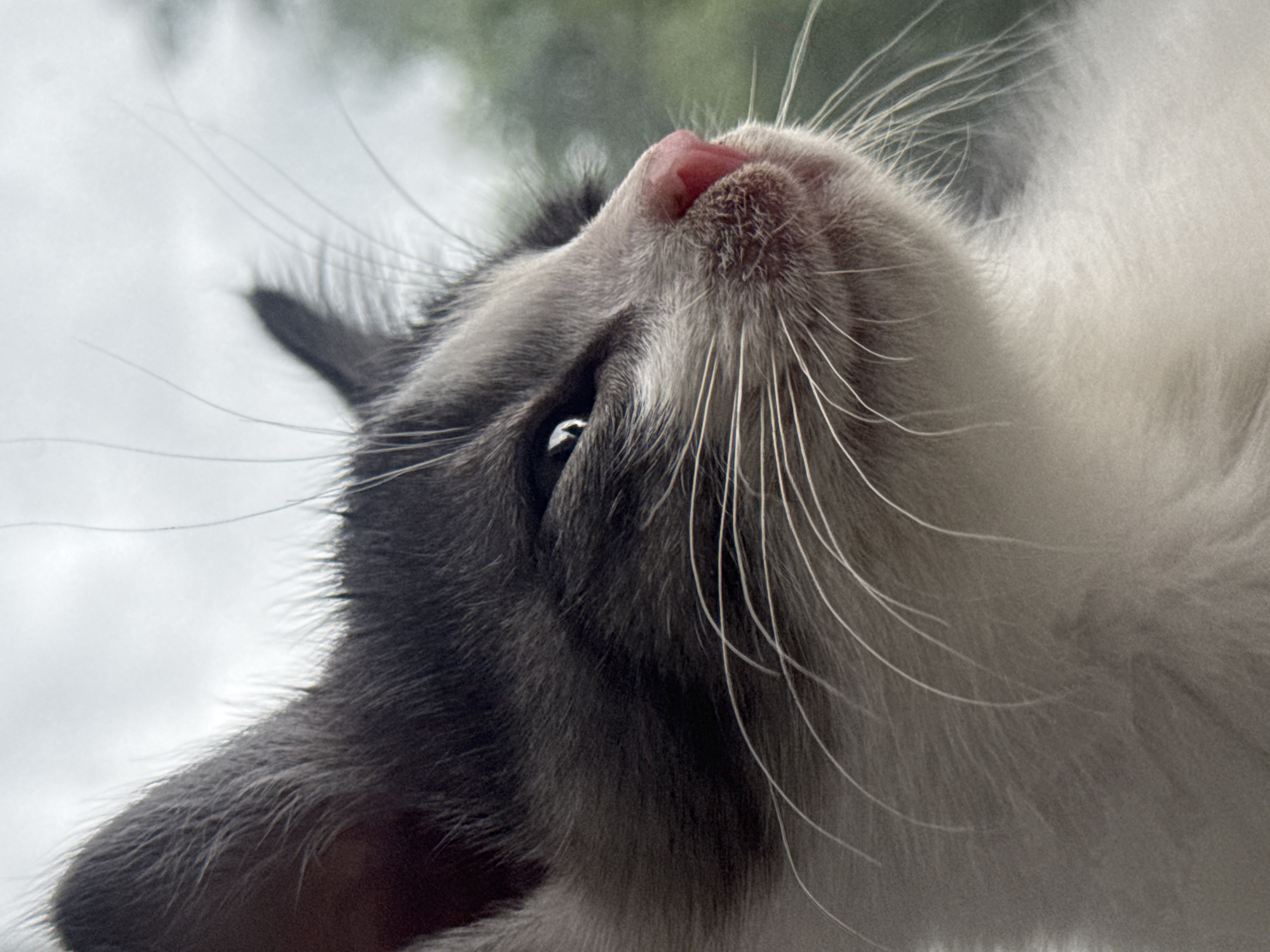 Kittens crowd a windowsill, watching the world outside