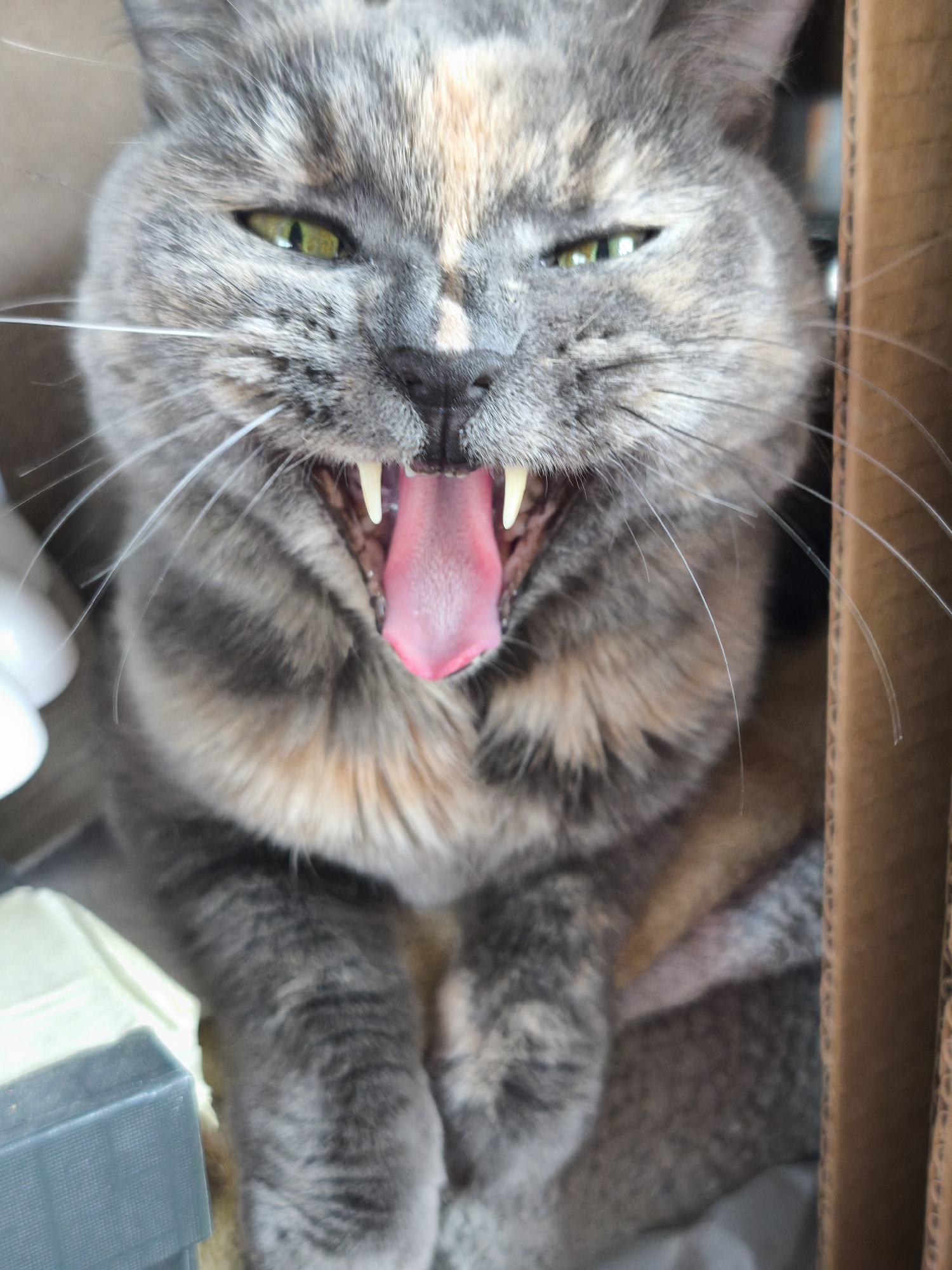Tortoiseshell cat photographed in multiple poses in Murino home
