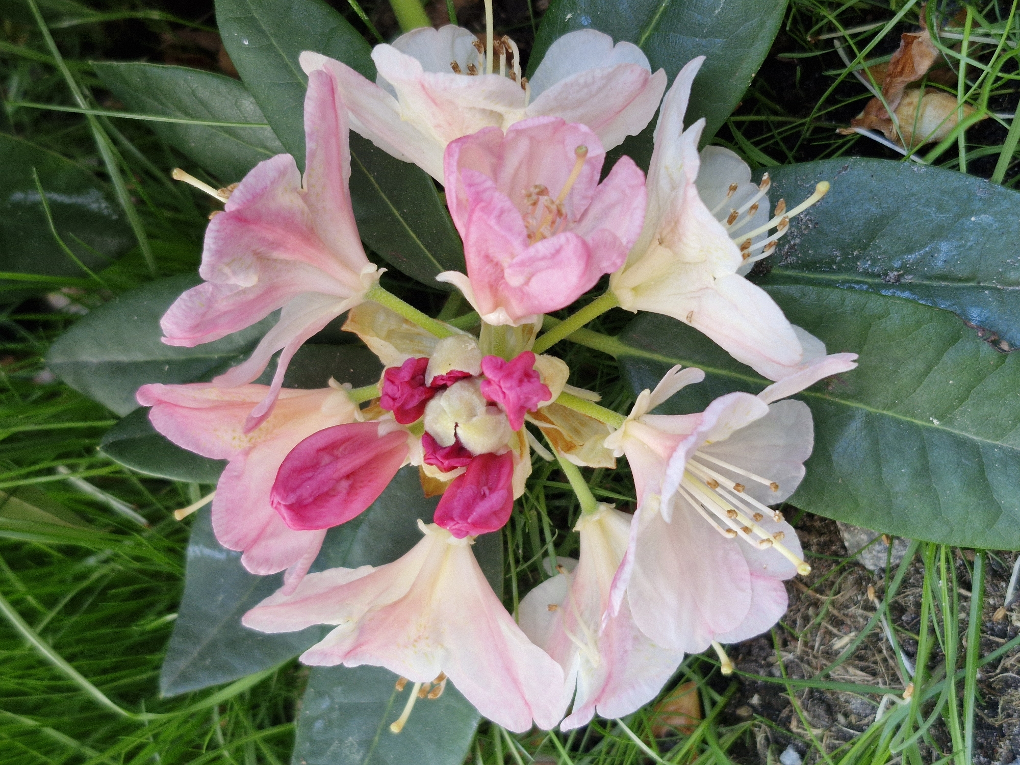 Rhododendron blooms documented in pink, white, lavender varieties