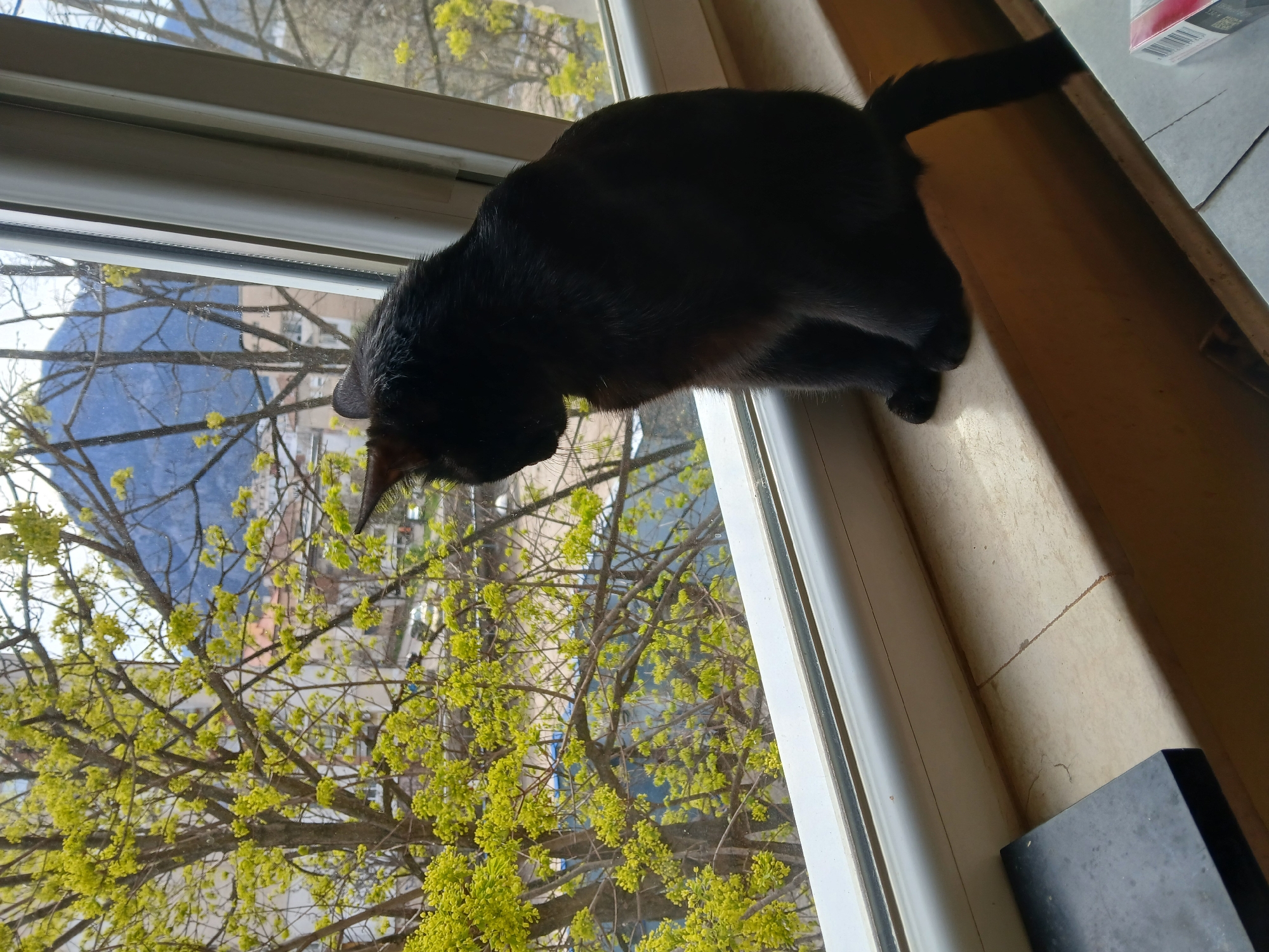 Black cat watches yellow-flowered tree from Vratsa windowsill