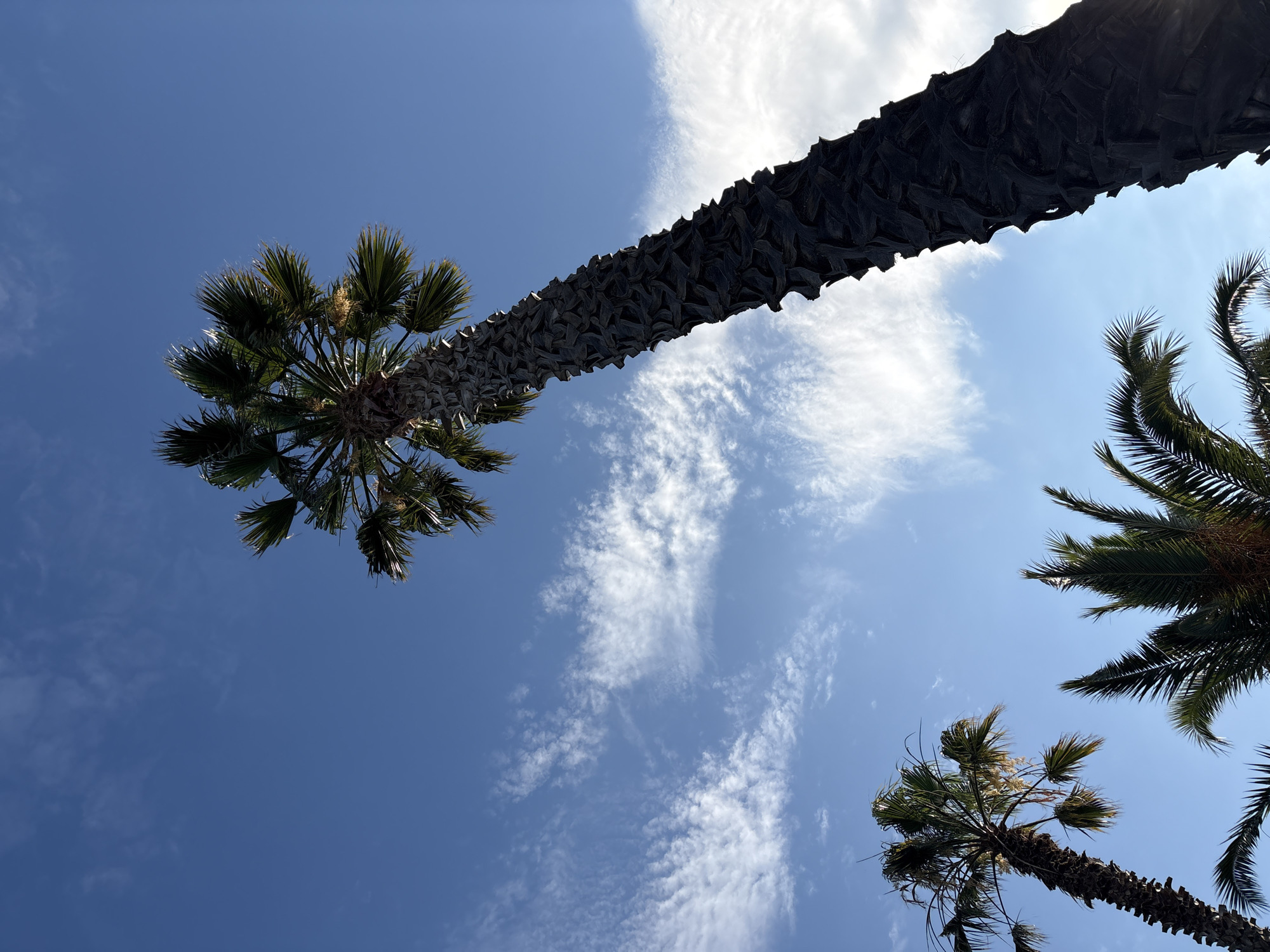 Poolside palms under a clear Greek summer sky
