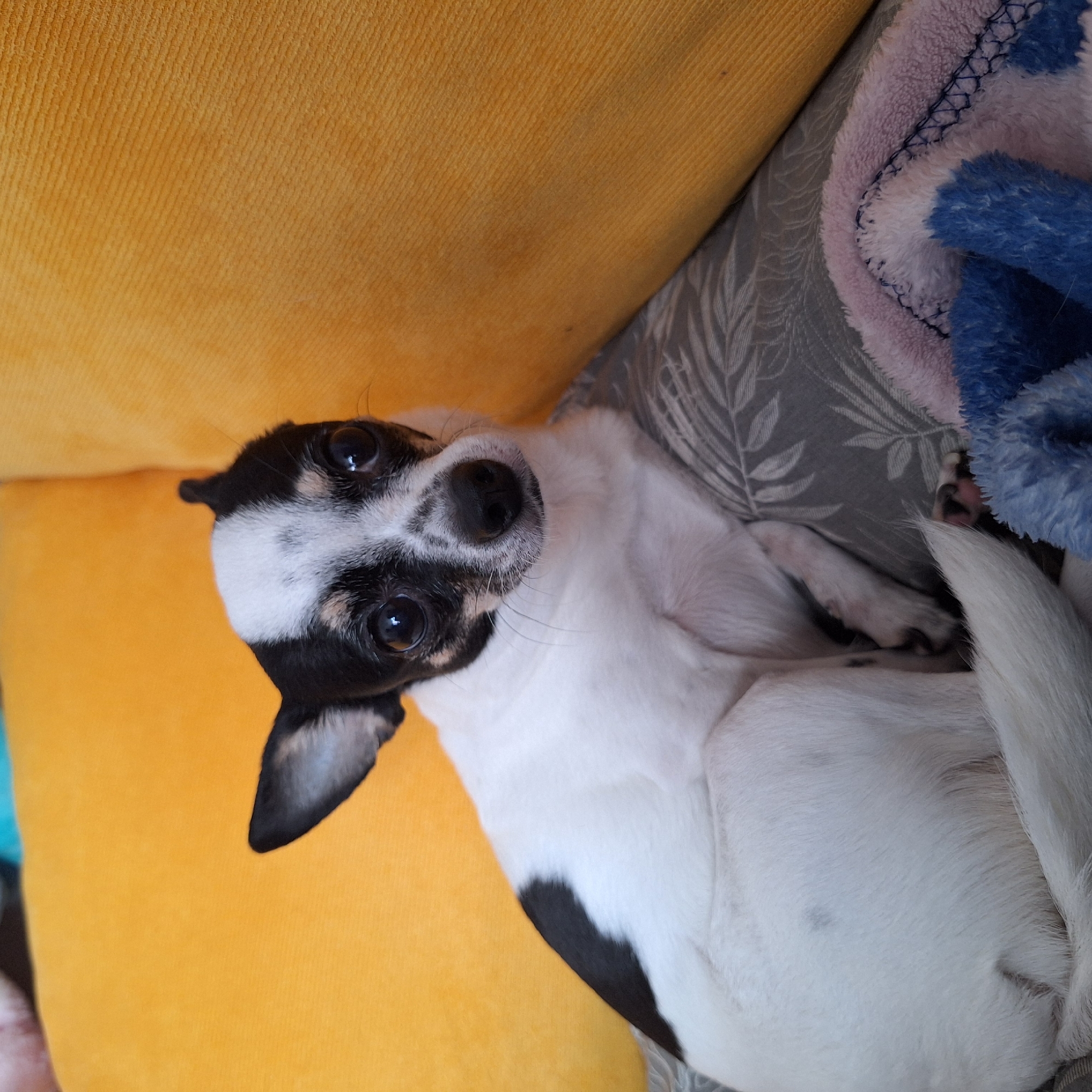Sofia resident documents afternoon with selfies and pet photos