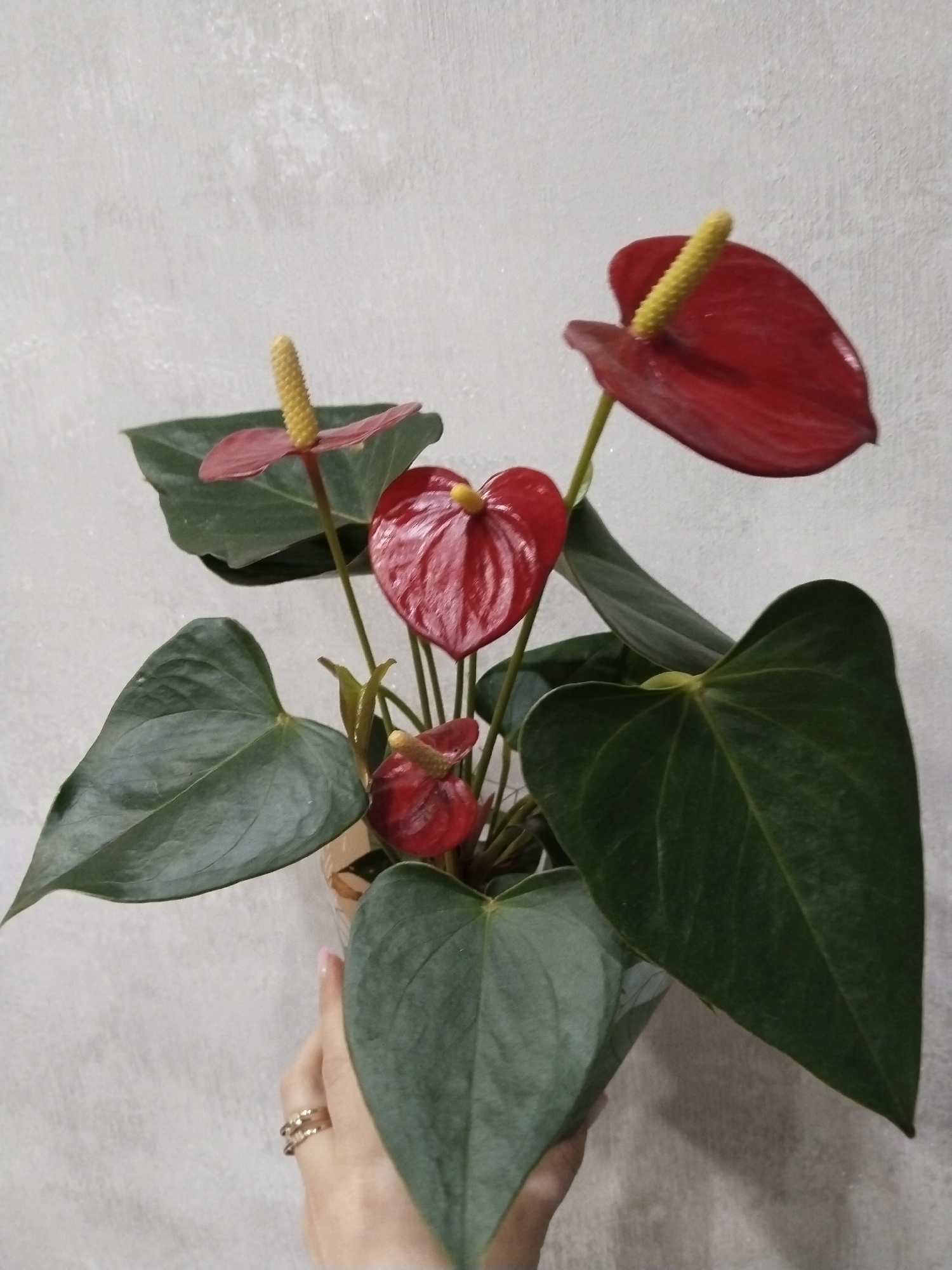 Person displays flowering Anthurium plant in Murmansk