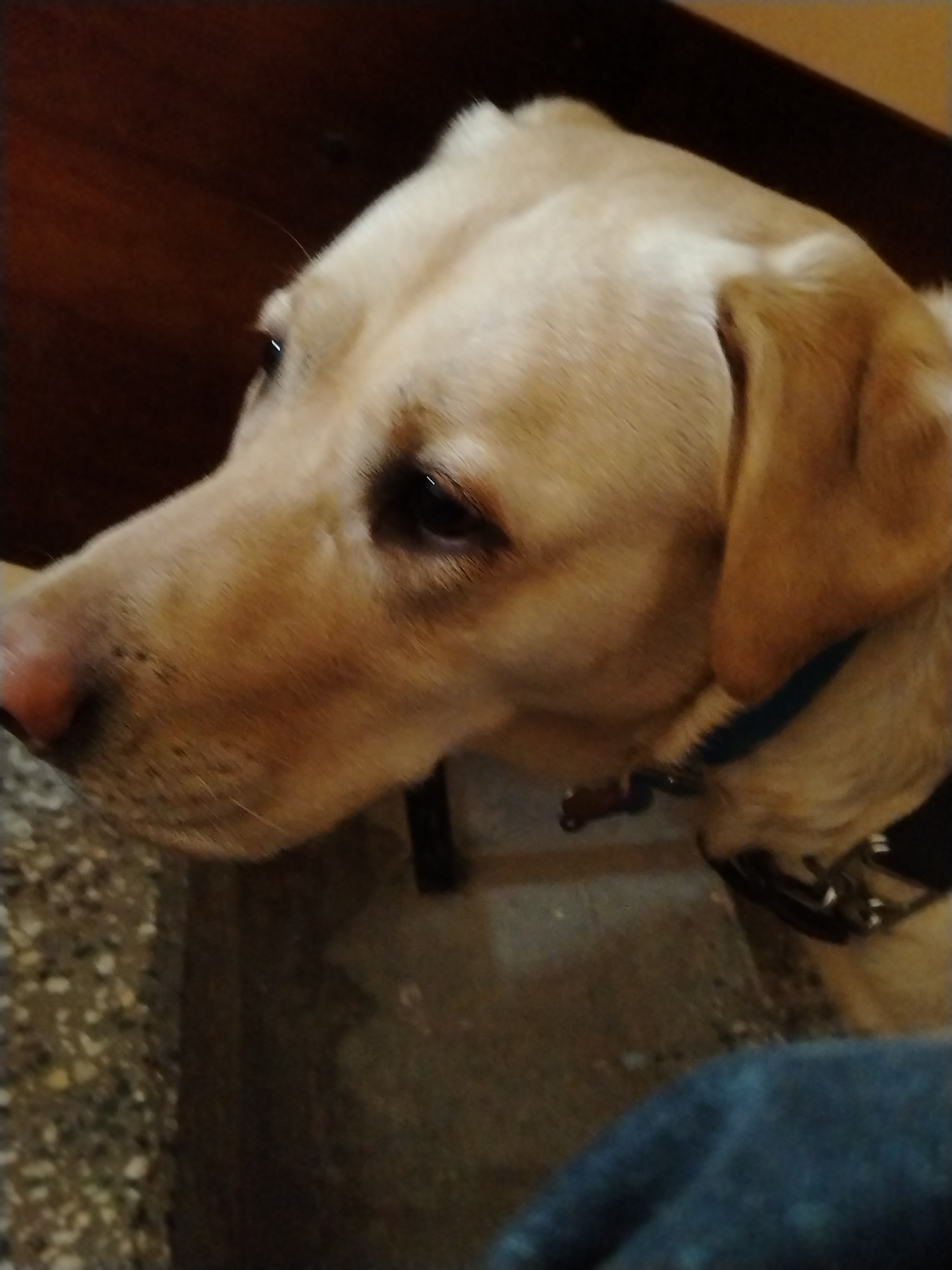 Yellow Labrador photographed in profile in Sofia, Bulgaria