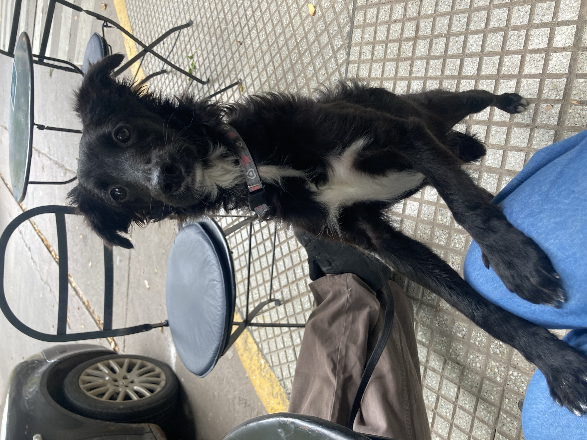 Dog rests on sidewalk near seated owner