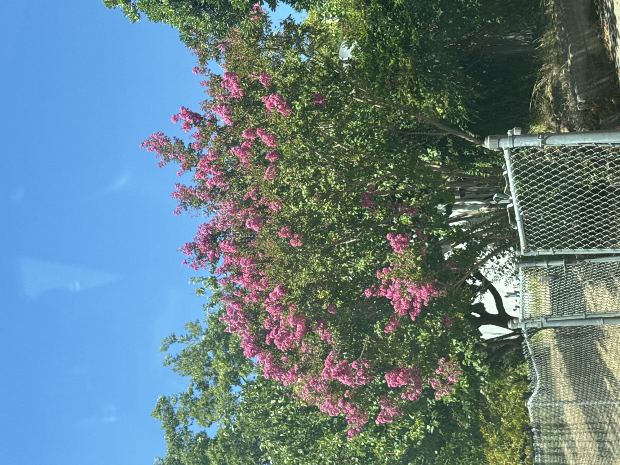 Cruising a sunny Citrus Heights neighborhood, Corvette and blooms in view