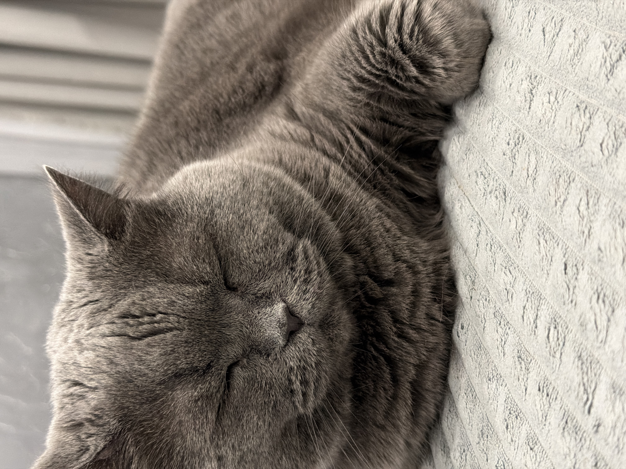 Domestic scenes with cat, pizza, toys captured near Moscow