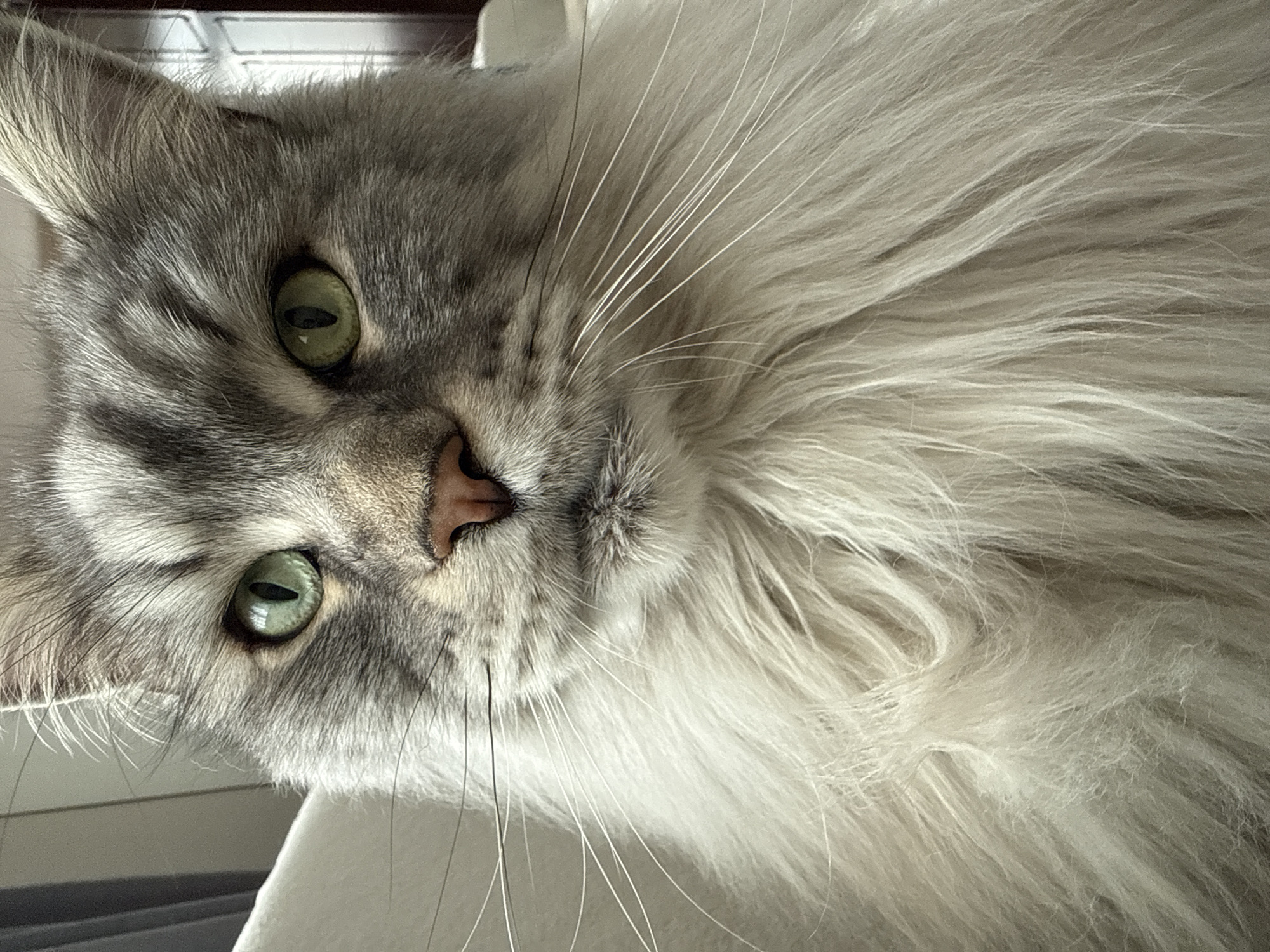 Long-haired cat photographed in close-up in Haskovo, Bulgaria