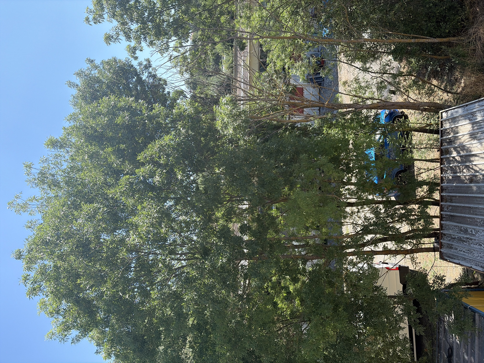 Unfinished concrete structure tucked behind dense trees in Lozenets