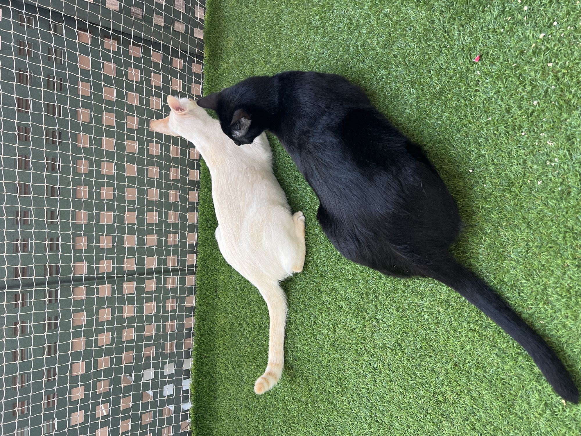 Cats on a Barcelona balcony, early morning hangout