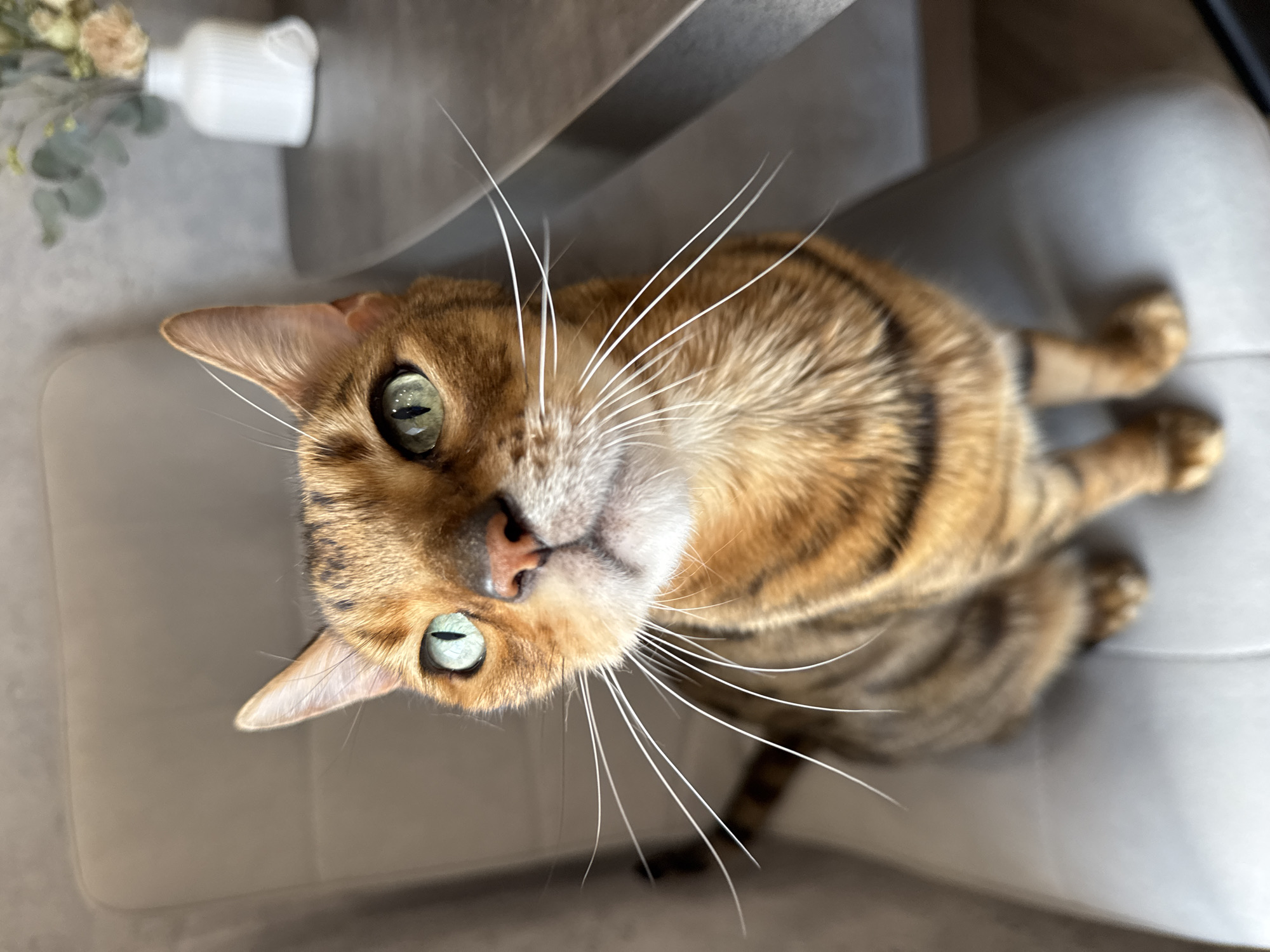 Woman and Bengal cat photographed in domestic setting