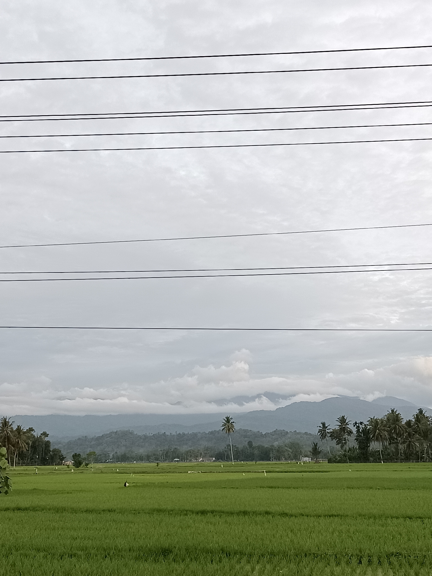 Lush rice paddies under overcast skies in rural Indonesia