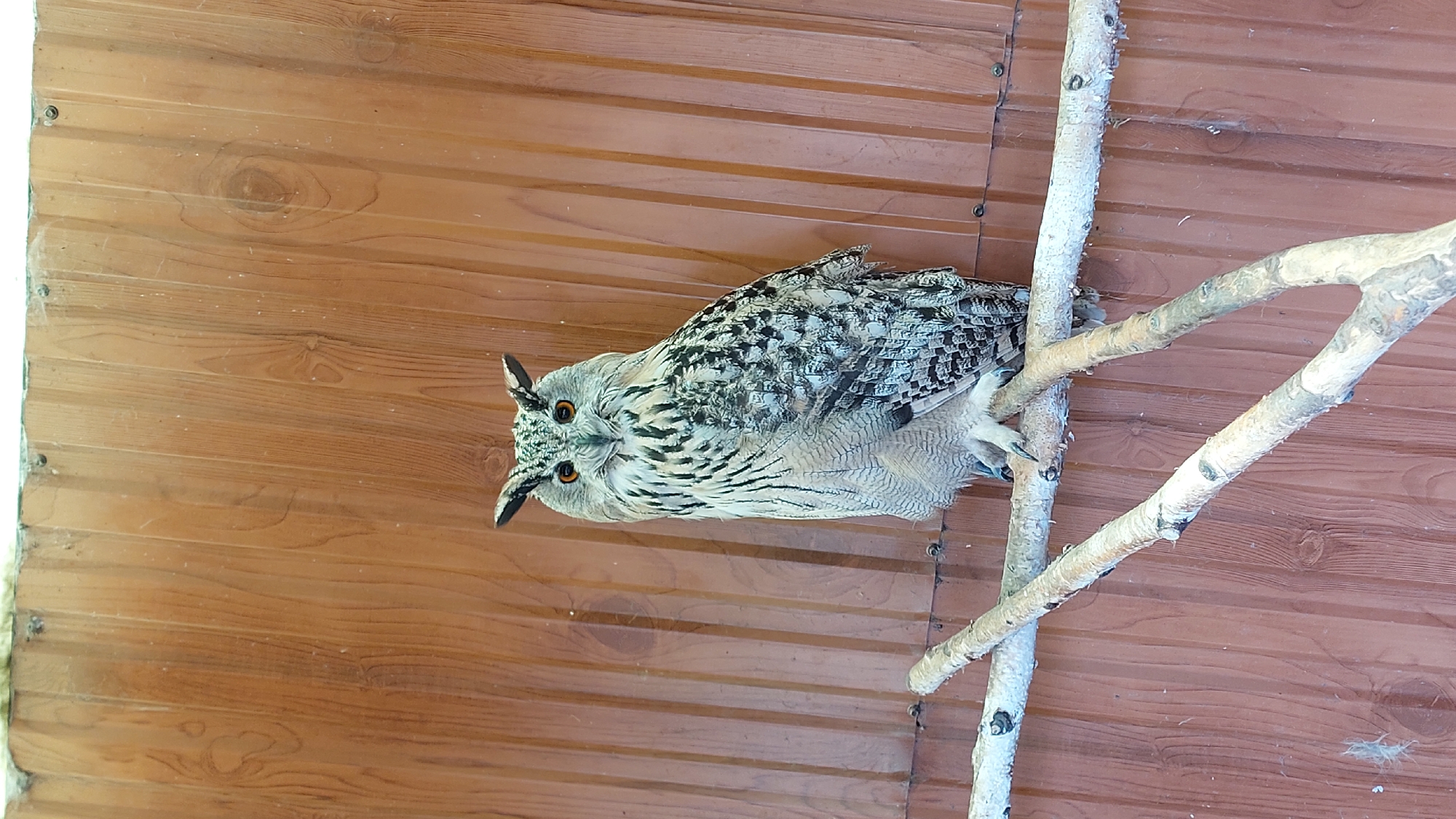 Wildlife center animals in Yelizovo: owl, eagle, and porcupine